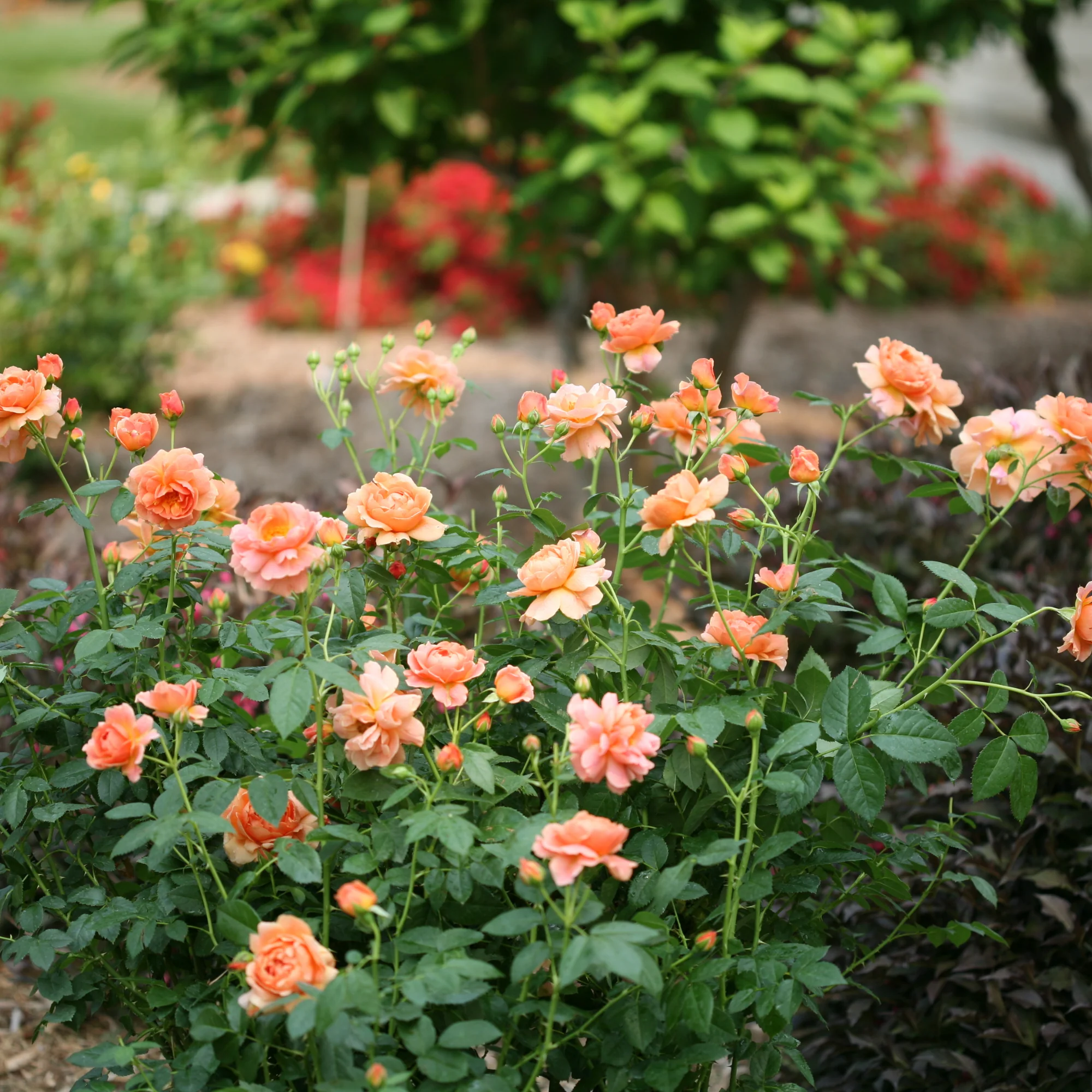 At Last® Rose - Image 6