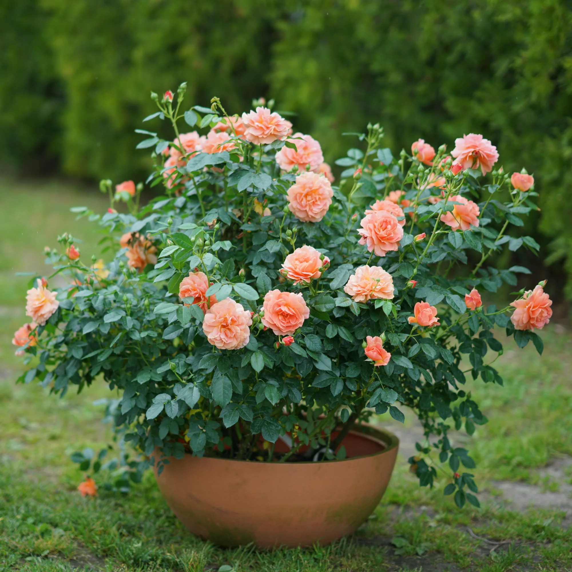 At Last® Rose - Image 7