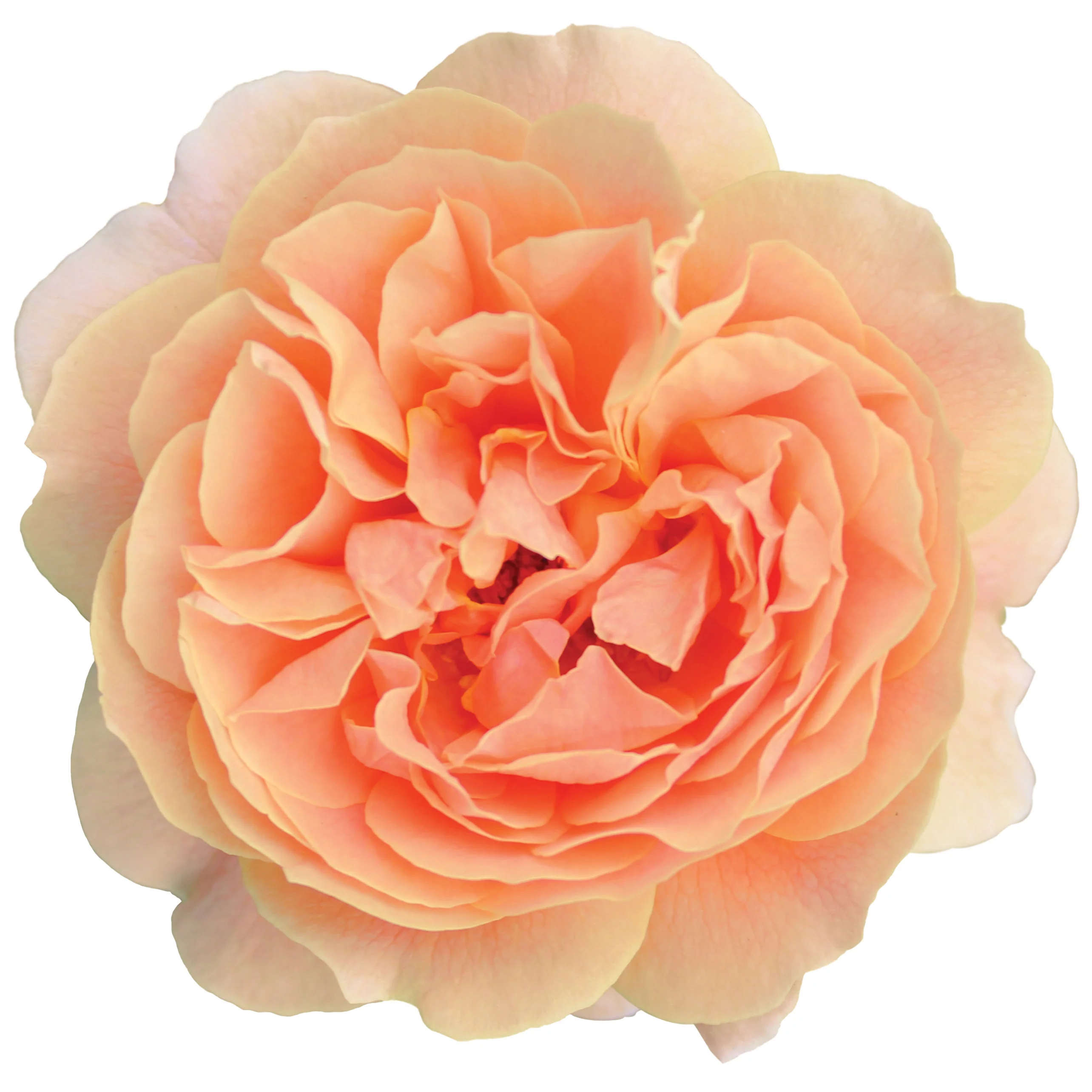 At Last® Rose - Image 8
