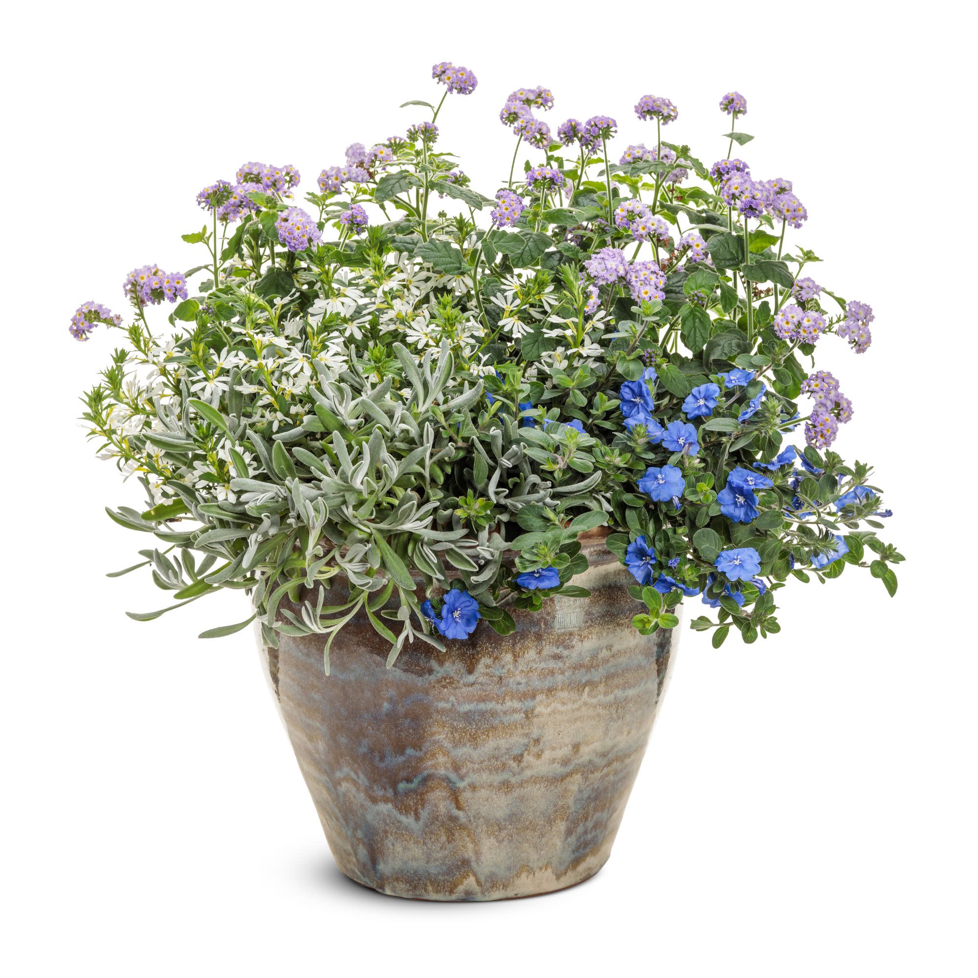 Augusta® Lavender Heliotrope (Heliotropium hybrid) - Image 10