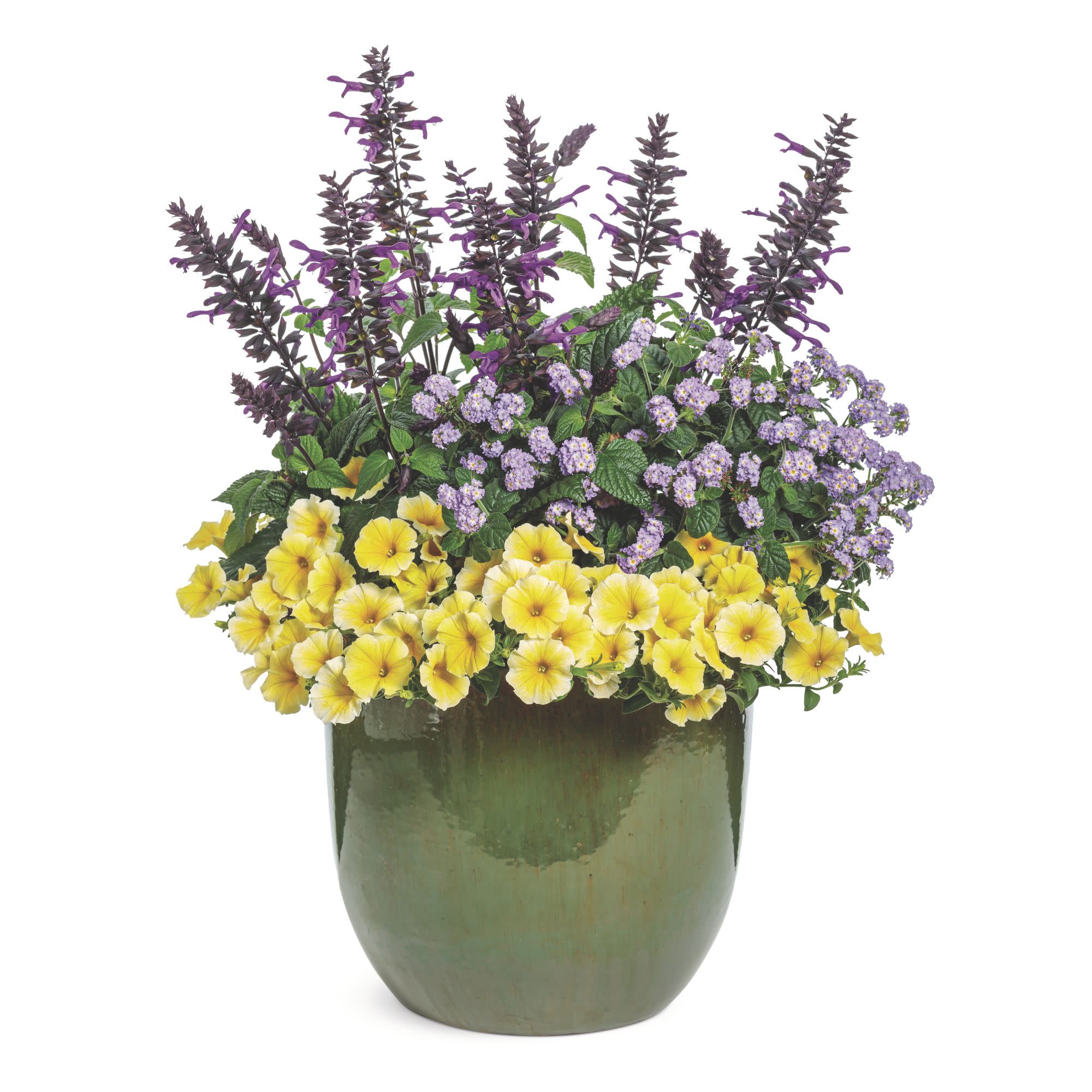 Augusta® Lavender Heliotrope (Heliotropium hybrid) - Image 11