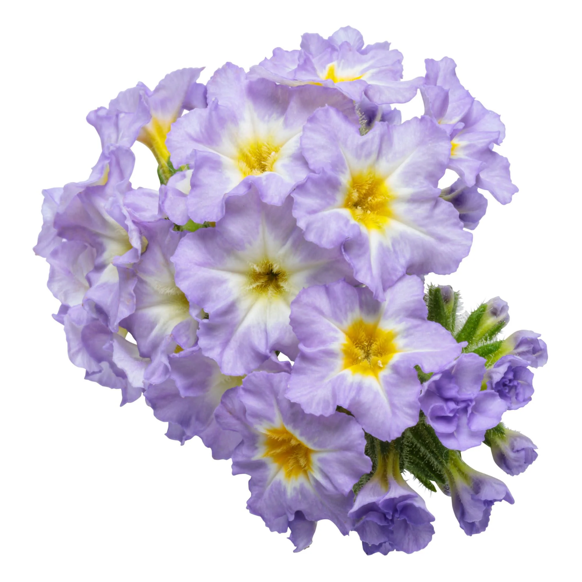 Augusta® Lavender Heliotrope (Heliotropium hybrid) - Image 12