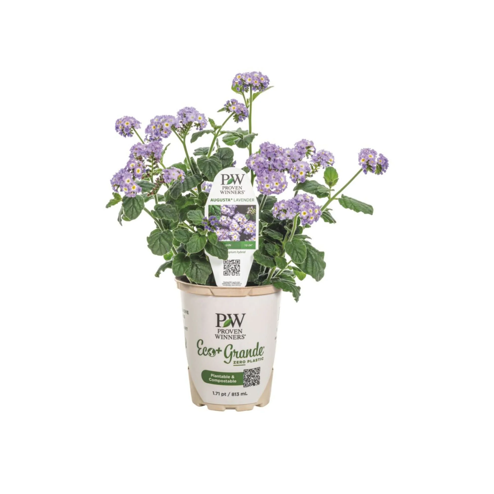 Augusta® Lavender Heliotrope (Heliotropium hybrid) - Image 2