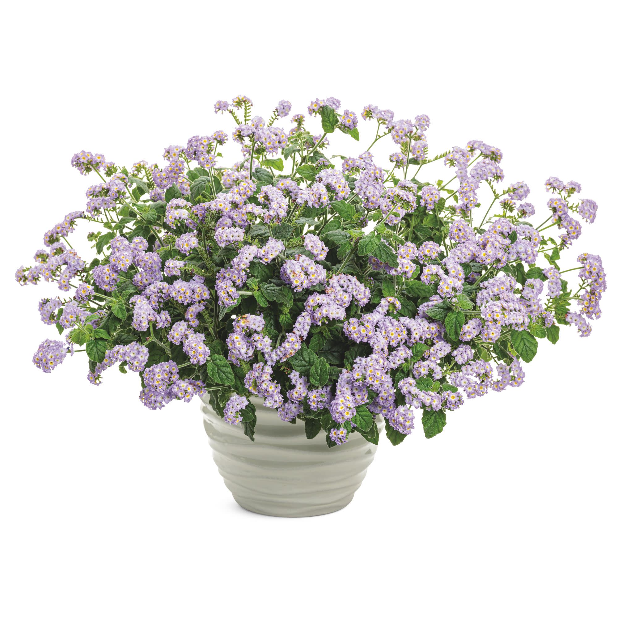 Augusta® Lavender Heliotrope (Heliotropium hybrid) - Image 4
