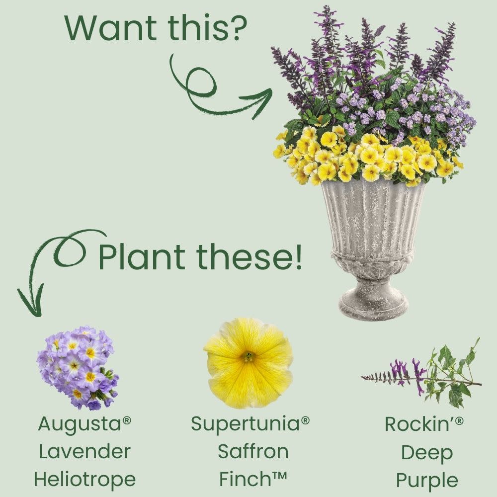 Augusta® Lavender Heliotrope (Heliotropium hybrid) - Image 5