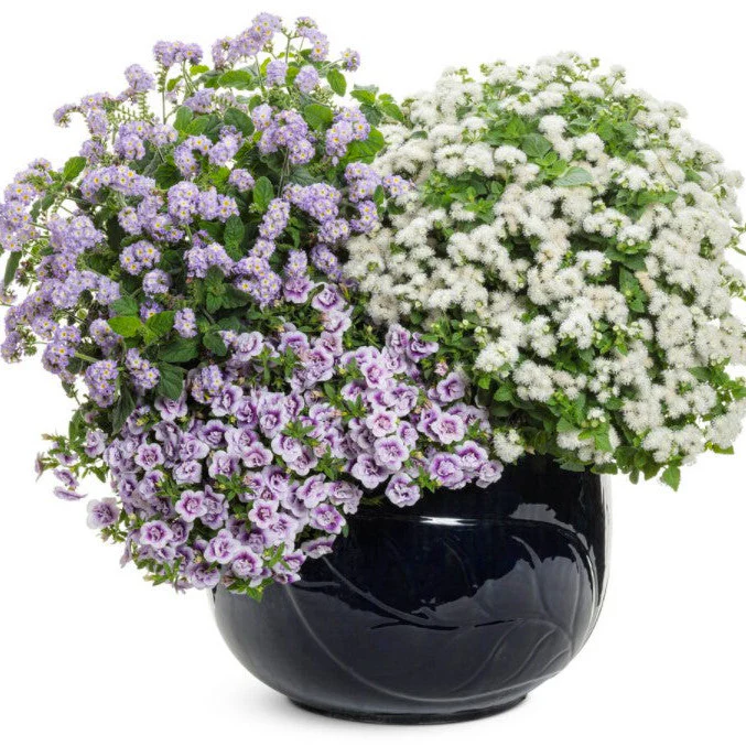Augusta® Lavender Heliotrope (Heliotropium hybrid) - Image 6