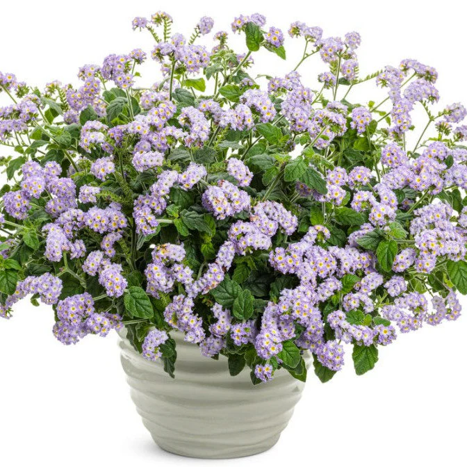 Augusta® Lavender Heliotrope (Heliotropium hybrid) - Image 7