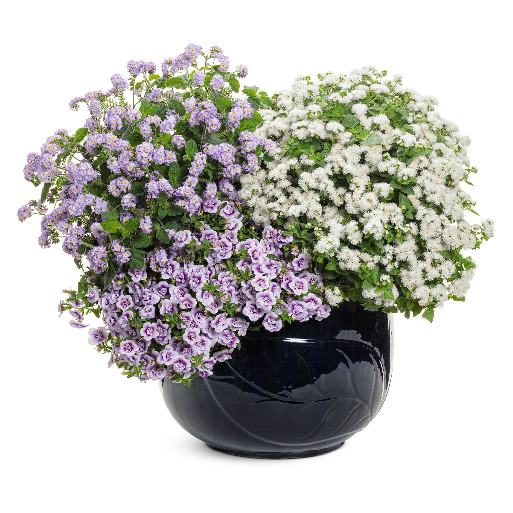Augusta® Lavender Heliotrope (Heliotropium hybrid) - Image 8