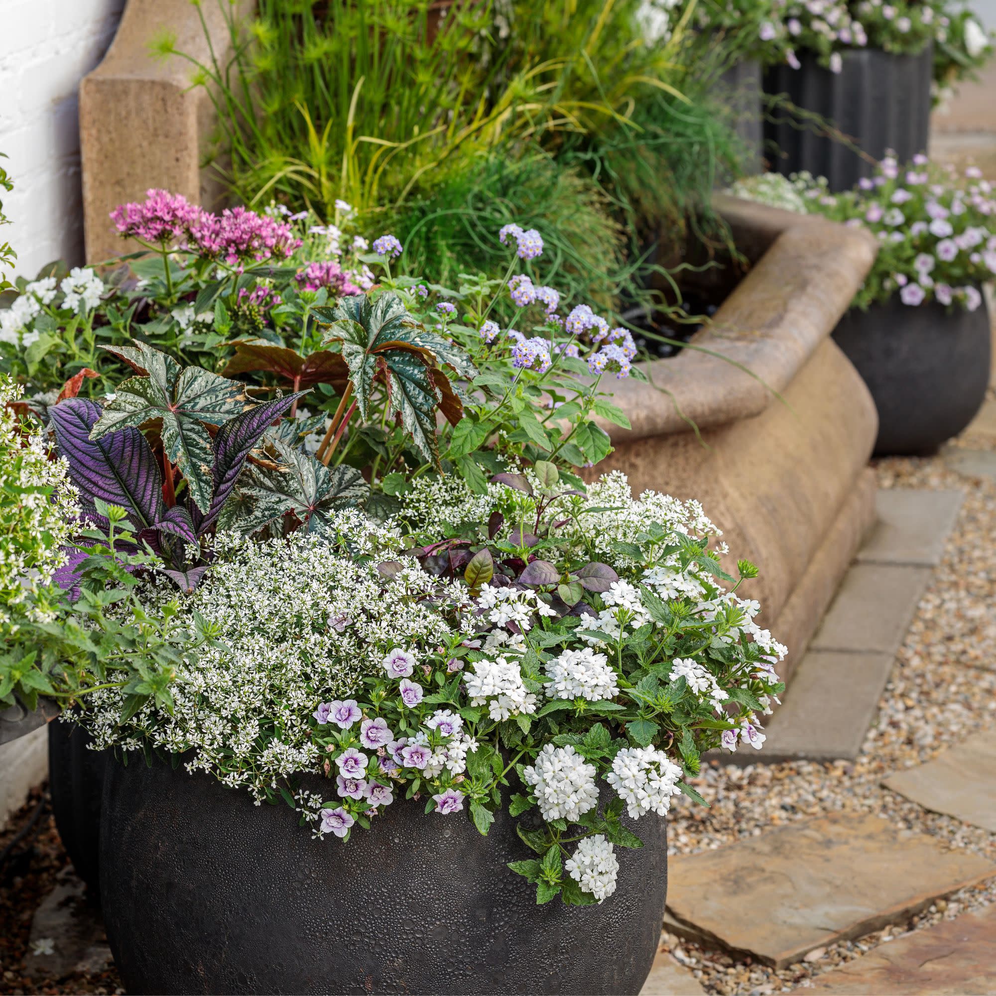 Augusta® Lavender Heliotrope (Heliotropium hybrid) - Image 9