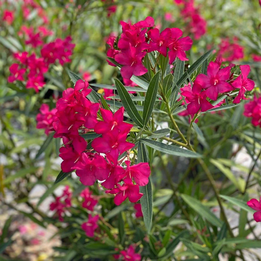 Austin Pretty Limits® Oleander (Nerium oleander) - Image 10