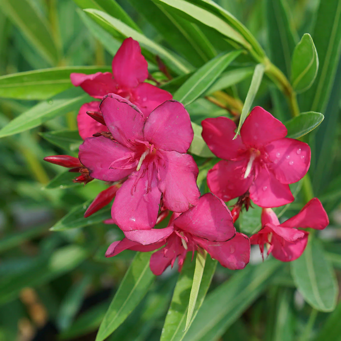 Austin Pretty Limits® Oleander (Nerium oleander) - Image 4