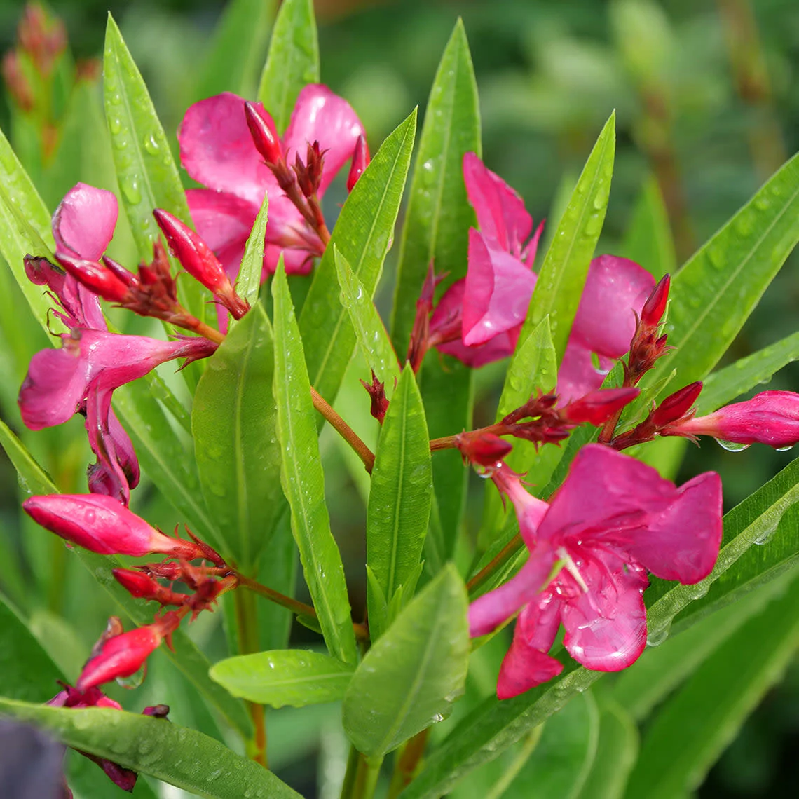 Austin Pretty Limits® Oleander (Nerium oleander) - Image 5