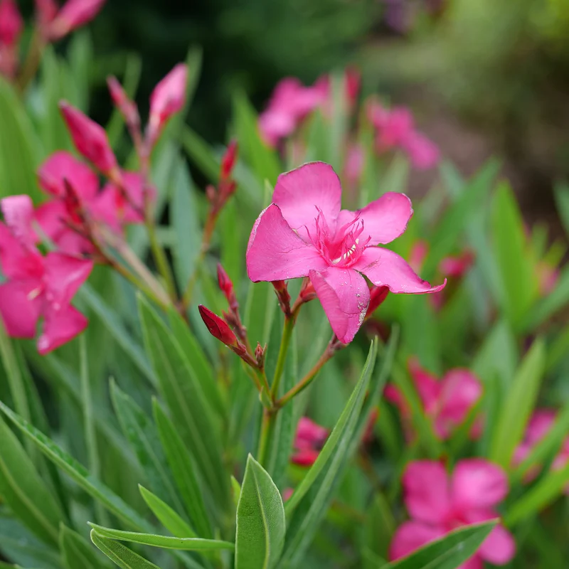 Austin Pretty Limits® Oleander (Nerium oleander) - Image 6