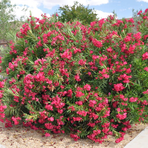 Austin Pretty Limits® Oleander (Nerium oleander) - Image 8