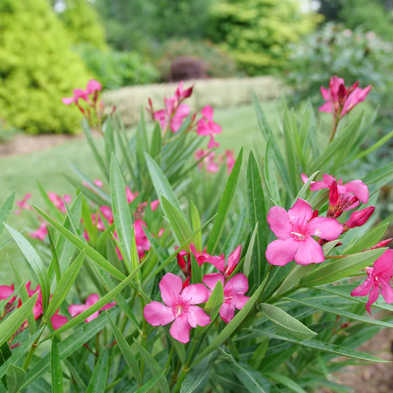 Austin Pretty Limits® Oleander (Nerium oleander) - Image 9