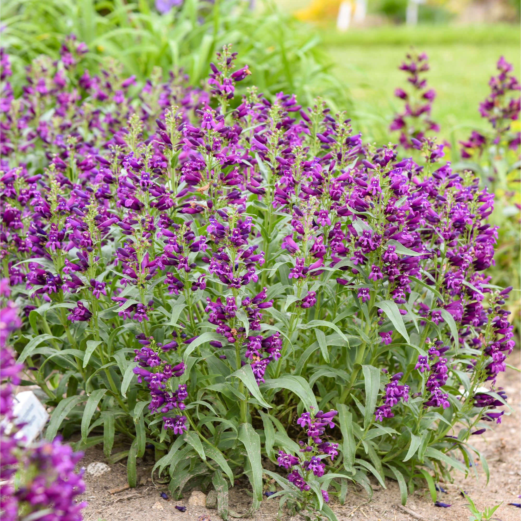 Bejeweled® 'Dark Amethyst' Bearded Penstemon (Penstemon barbatus) | Proven Winners® New Variety 2027