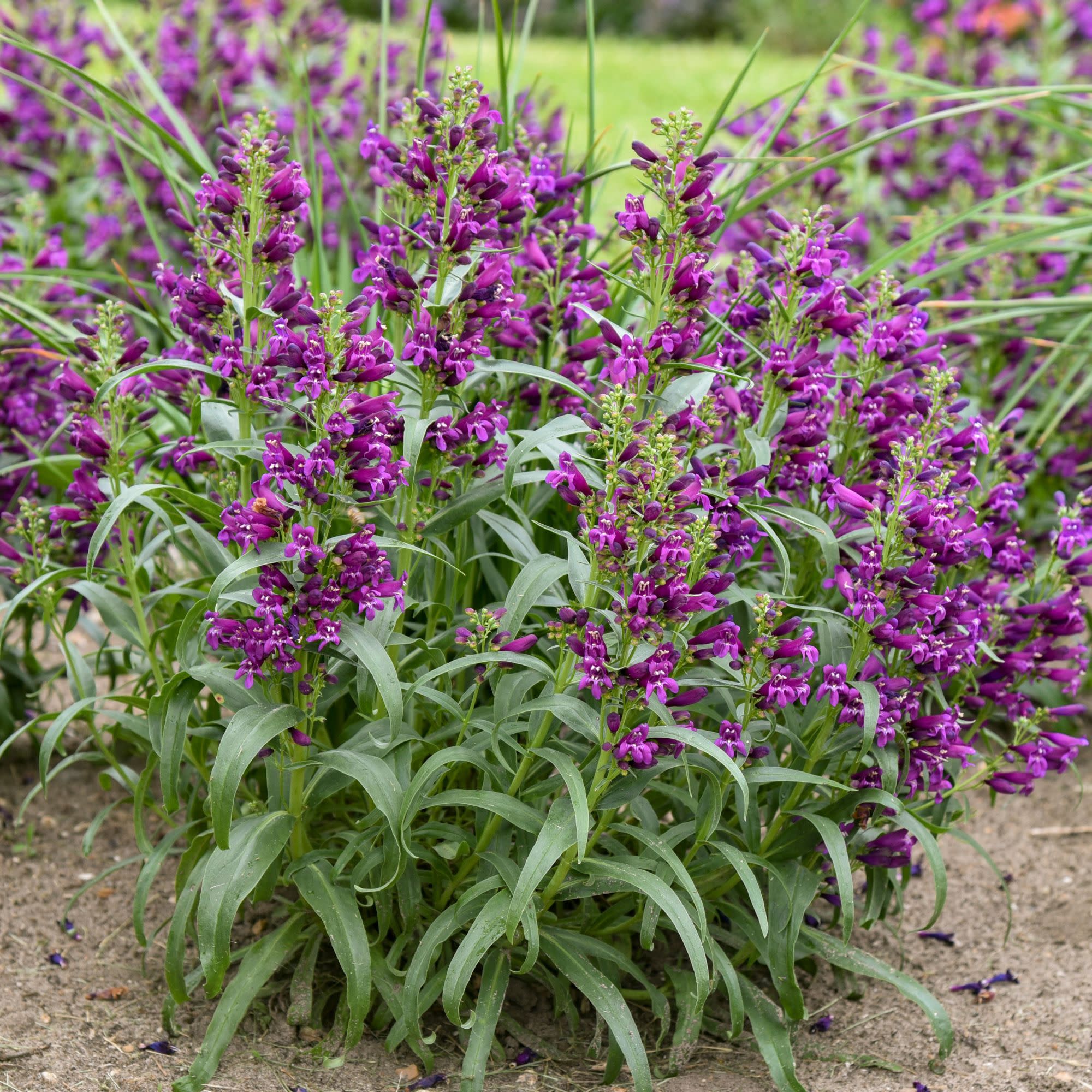 Bejeweled® 'Dark Amethyst' Bearded Penstemon (Penstemon barbatus) | Proven Winners® New Variety 2027 - Image 3