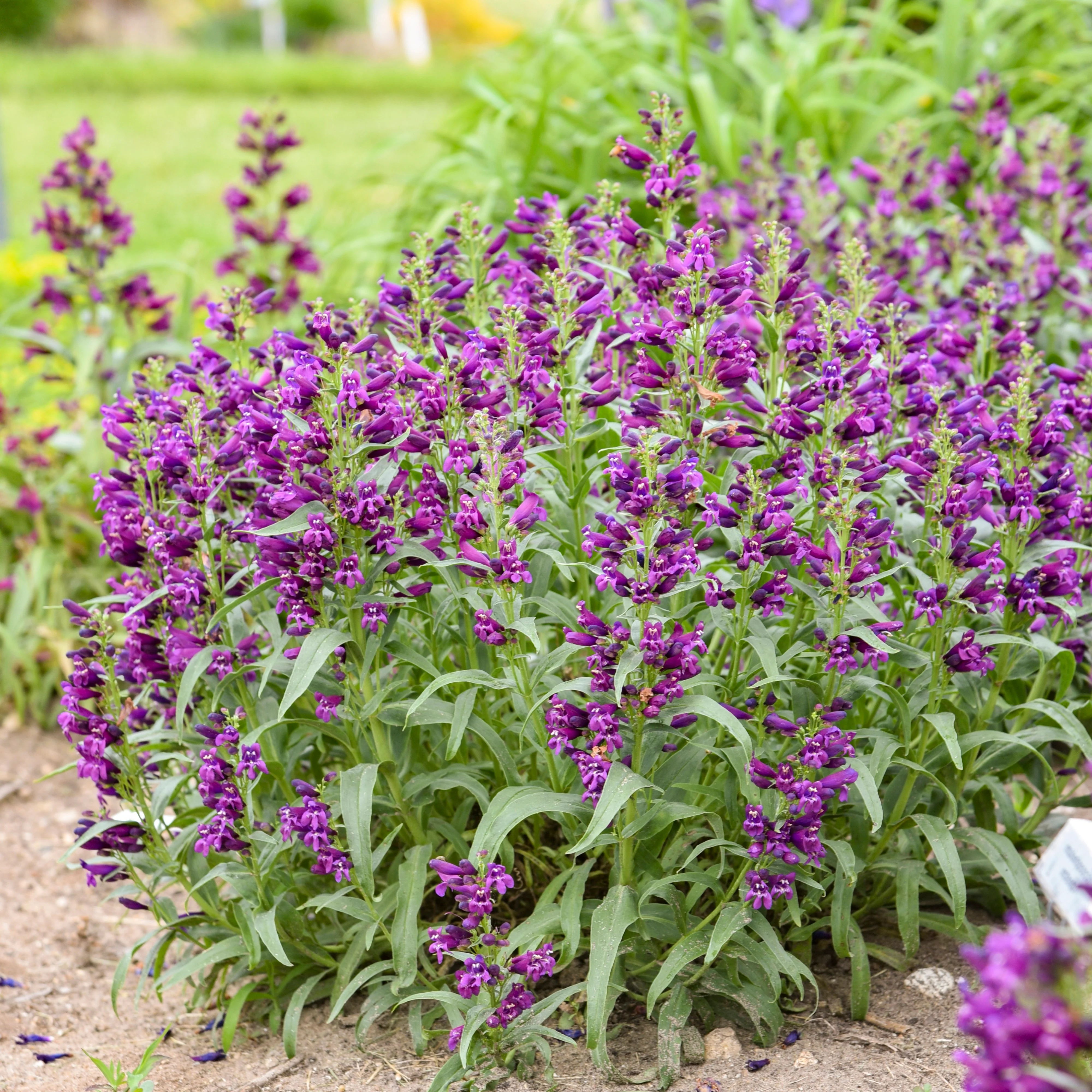 Bejeweled® 'Dark Amethyst' Bearded Penstemon (Penstemon barbatus) | Proven Winners® New Variety 2027 - Image 4
