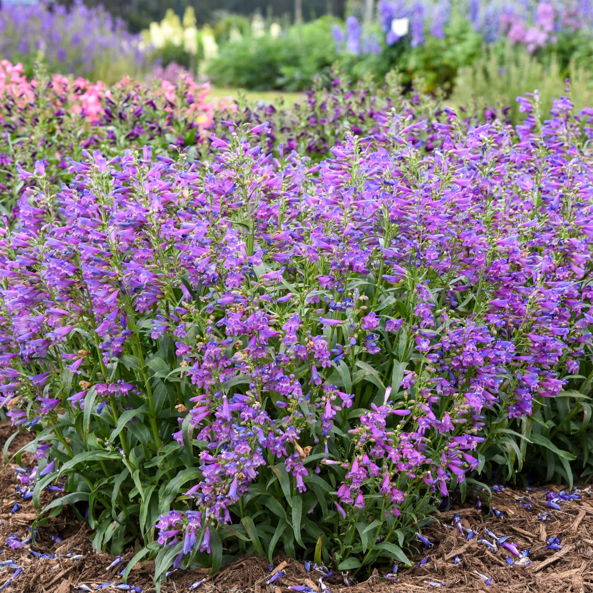 Bejeweled® 'Lavender Sapphires' Bearded Penstemon (Penstemon barbatus) | Proven Winners® New Variety 2027 - Image 4