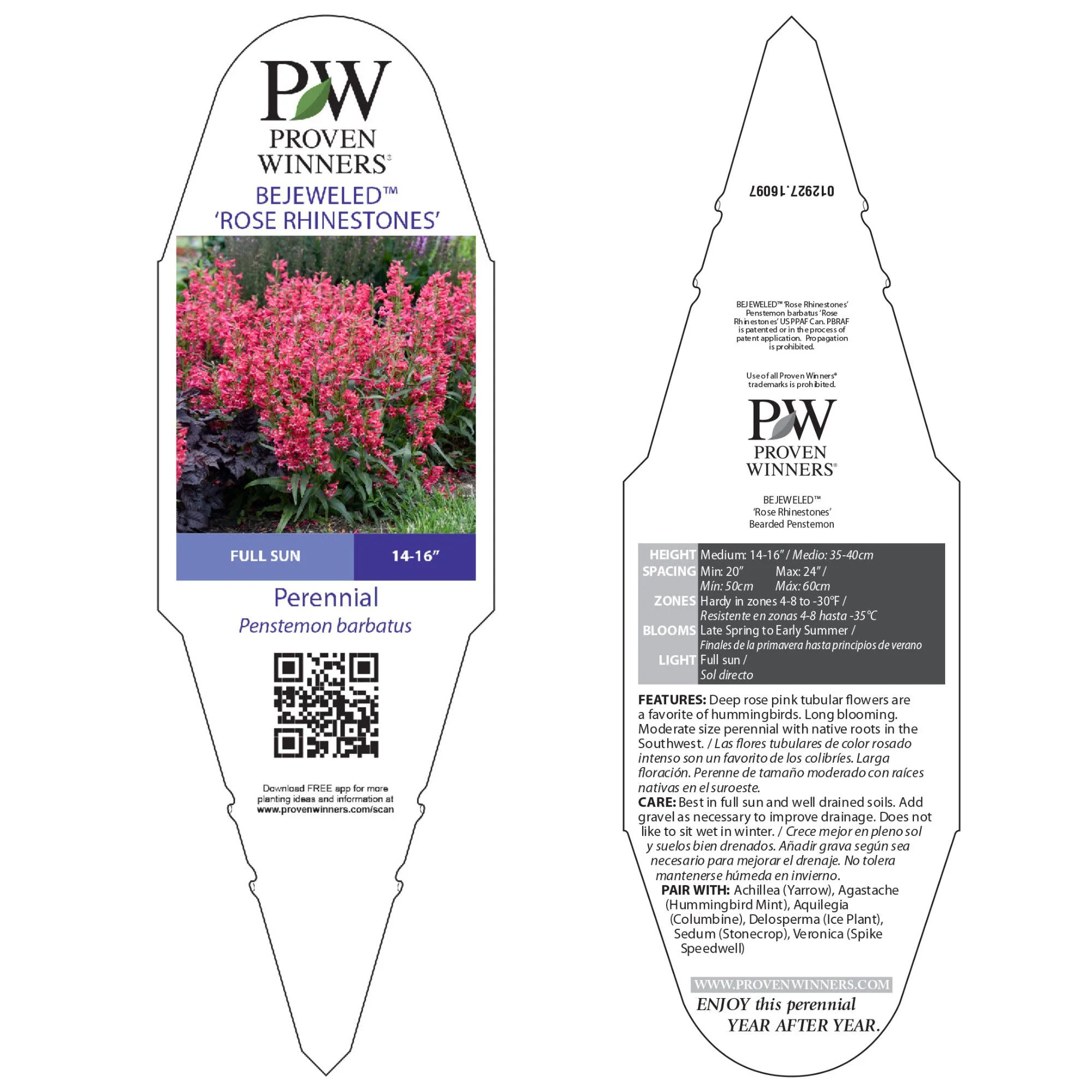 Bejeweled® 'Rose Rhinestones' Bearded Penstemon (Penstemon barbatus) - Image 5