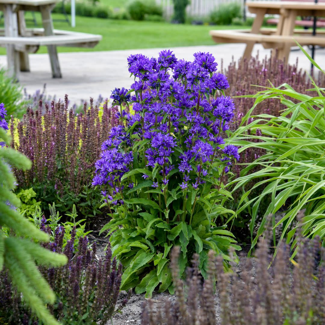 Bells and Whistles Clustered Bellflower (Campanula glomerata) - Image 3