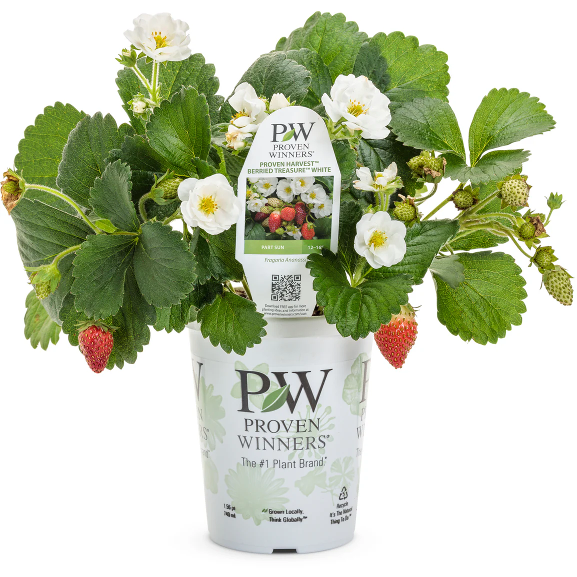 Proven Selections® Berried Treasure® White Strawberry (Fragaria ananassa) - Image 3