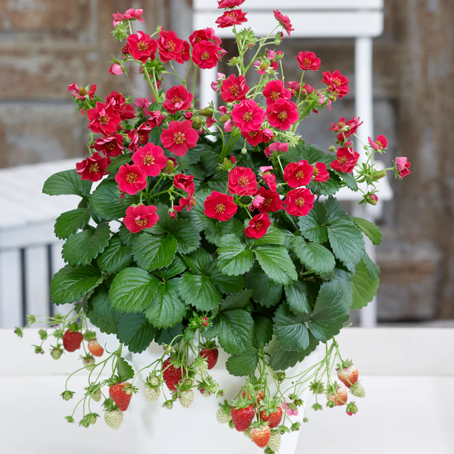 Proven Selections® Berried Treasure® White Strawberry (Fragaria ananassa) - Image 5