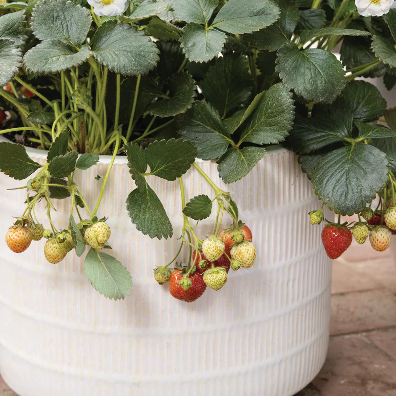 Proven Selections® Berried Treasure® White Strawberry (Fragaria ananassa) - Image 6