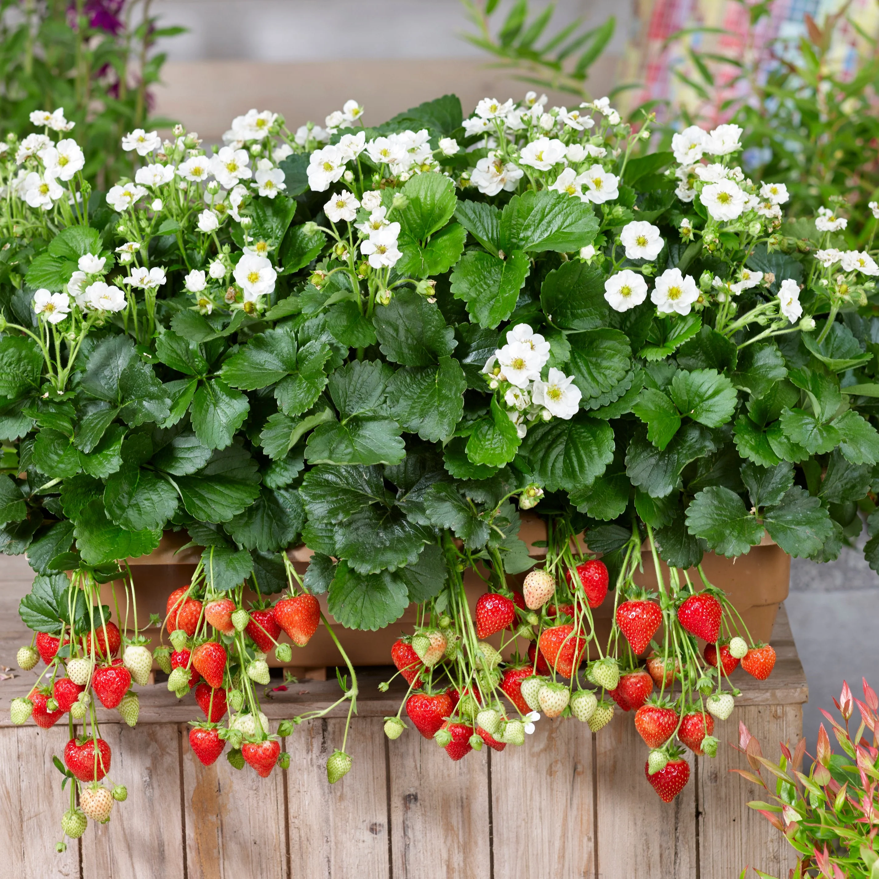 Proven Selections® Berried Treasure® White Strawberry (Fragaria ananassa) - Image 7