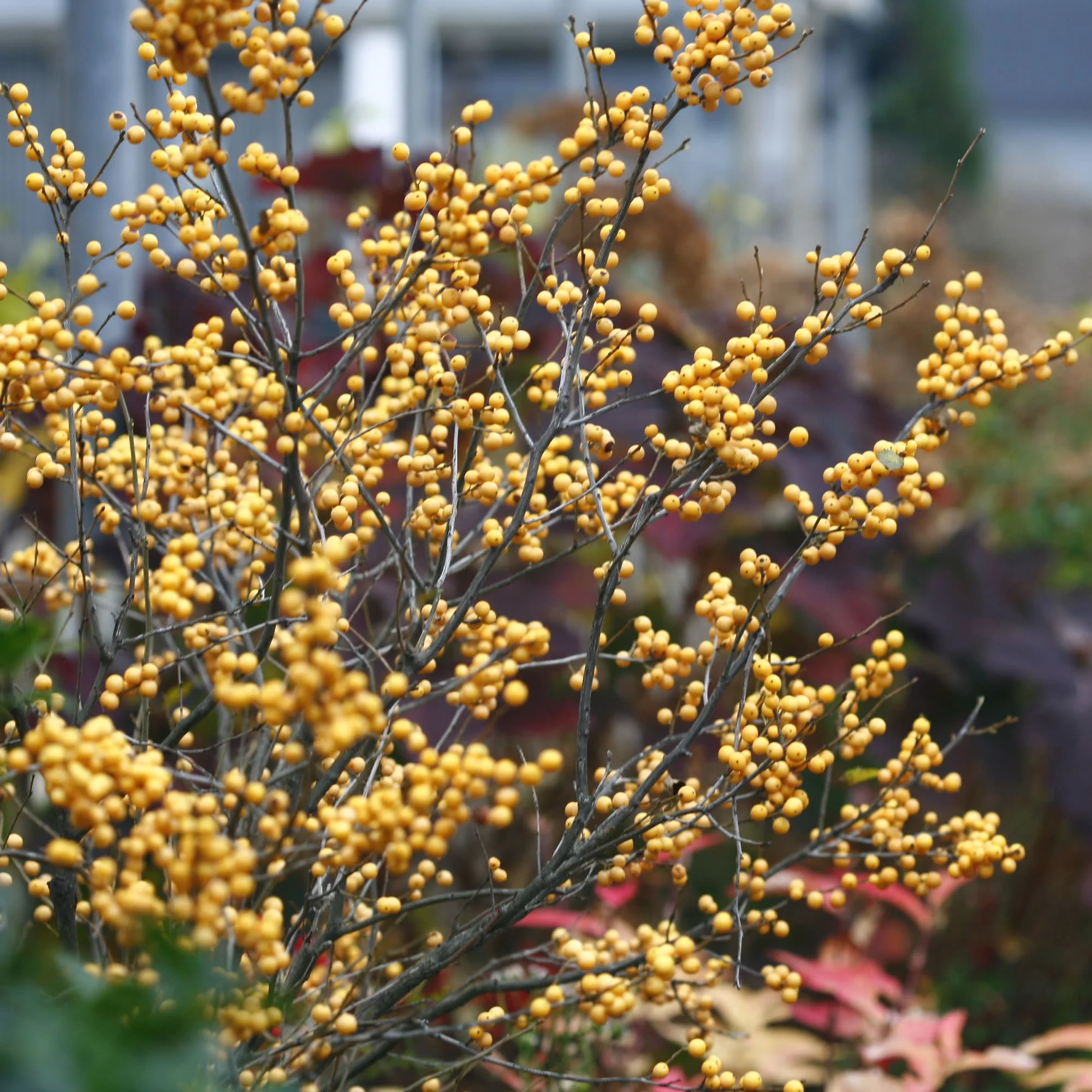 Berry Heavy® Gold Winterberry Holly (Ilex verticillata) - Image 7