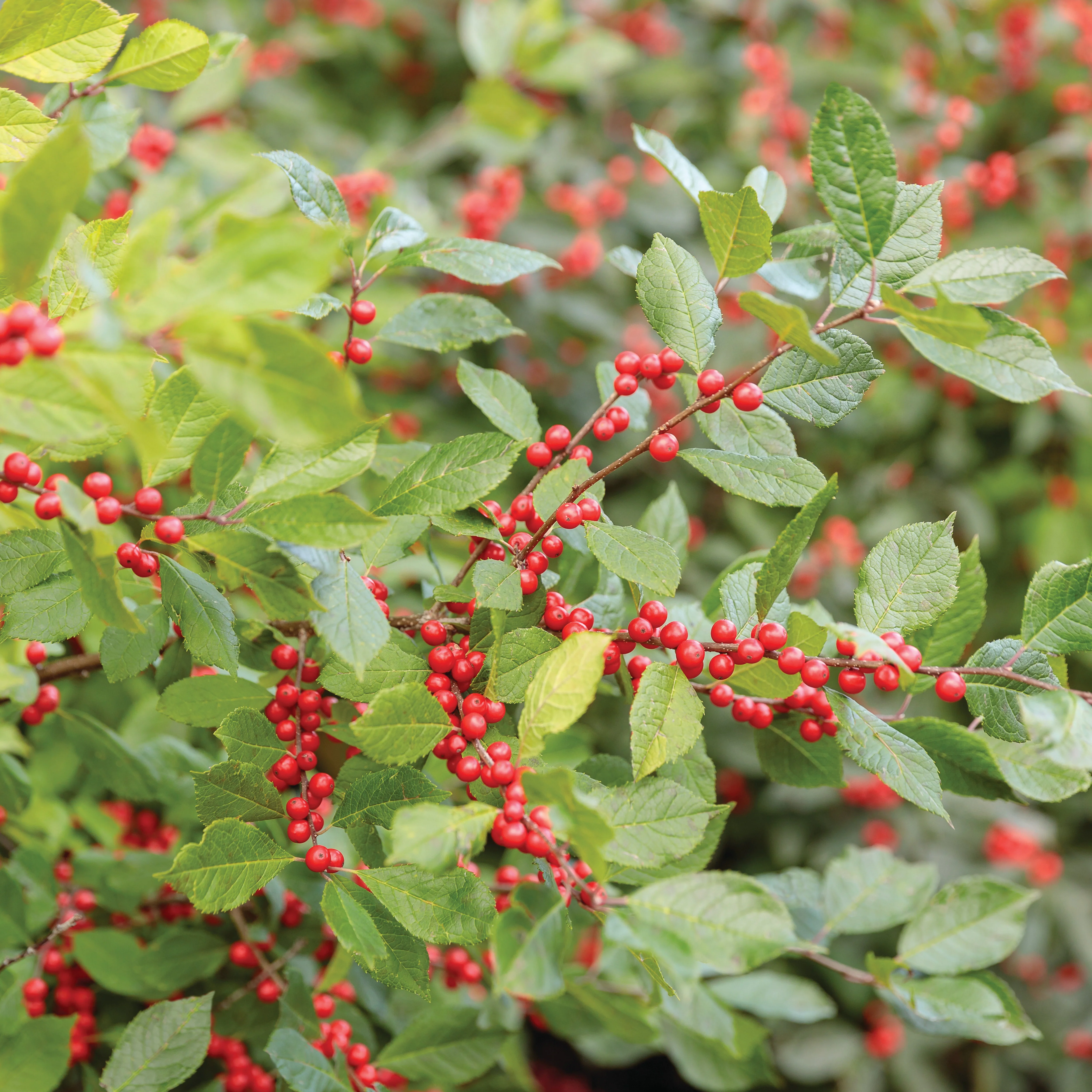 Berry Heavy® Winterberry (Ilex verticillata)