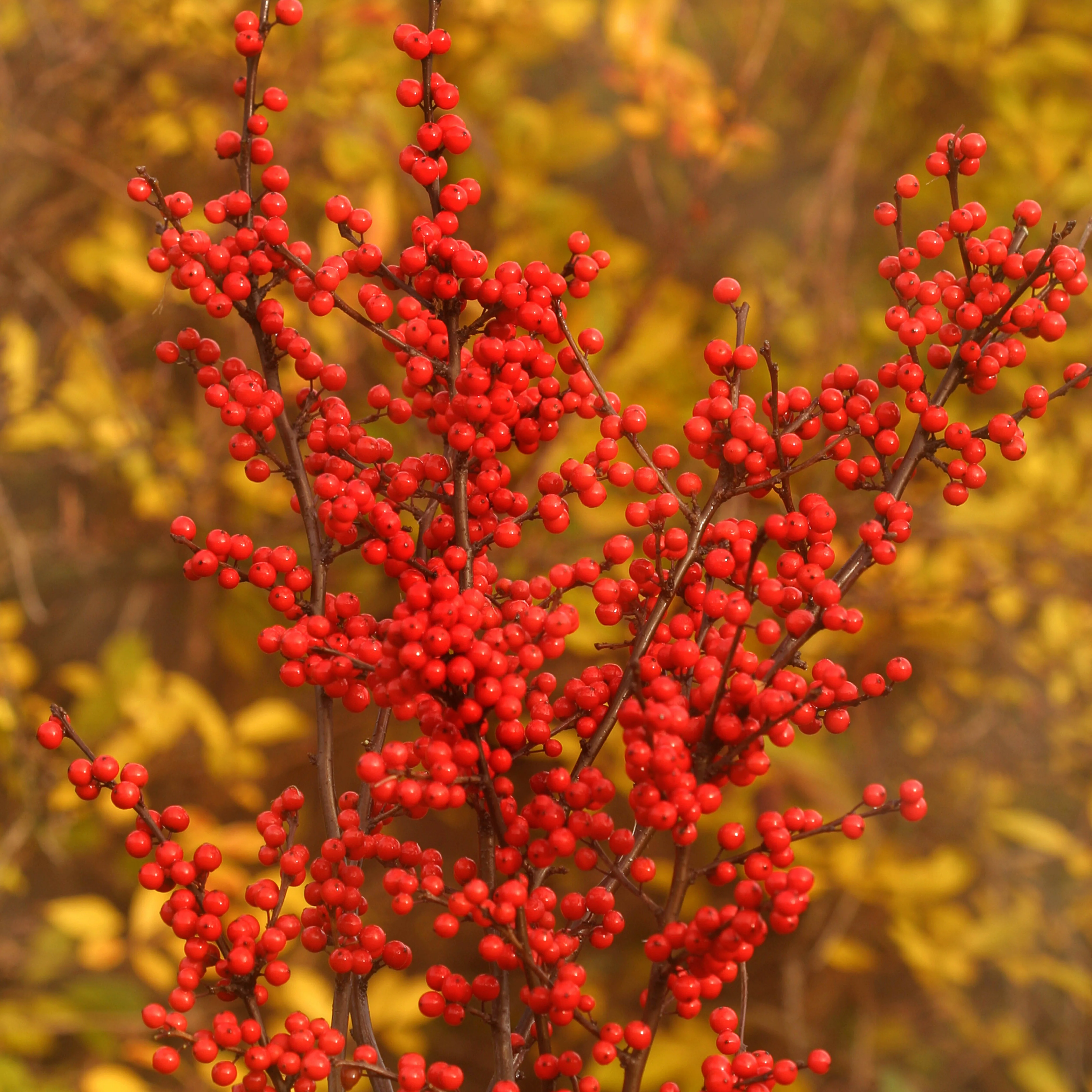 Berry Heavy® Winterberry (Ilex verticillata) - Image 10