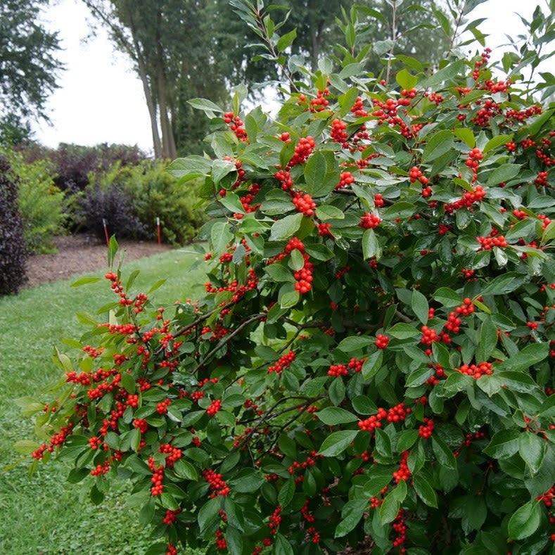 Berry Heavy® Winterberry (Ilex verticillata) - Image 11