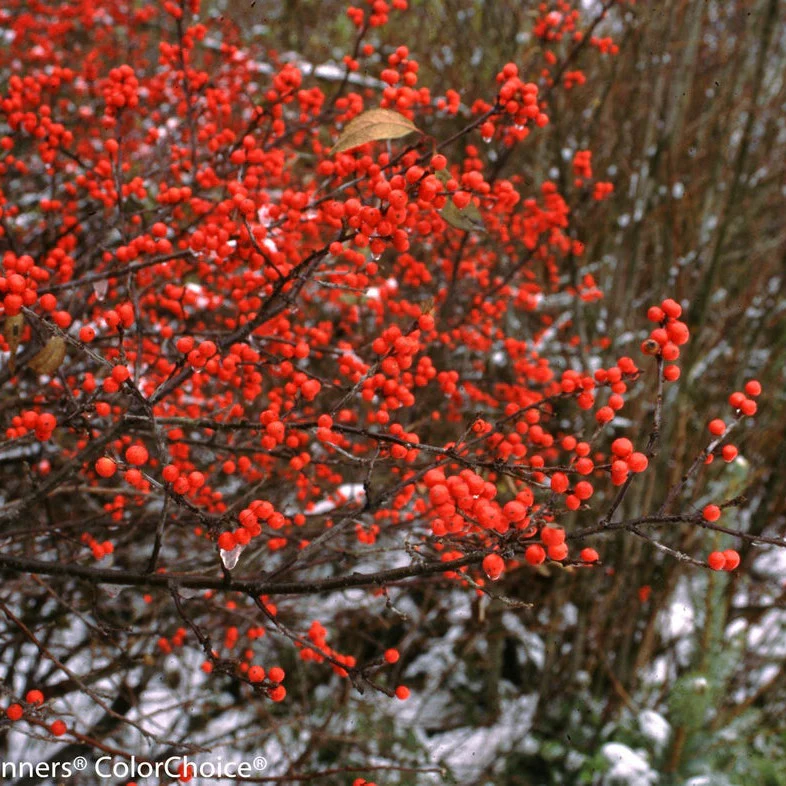 Berry Heavy® Winterberry (Ilex verticillata) - Image 12