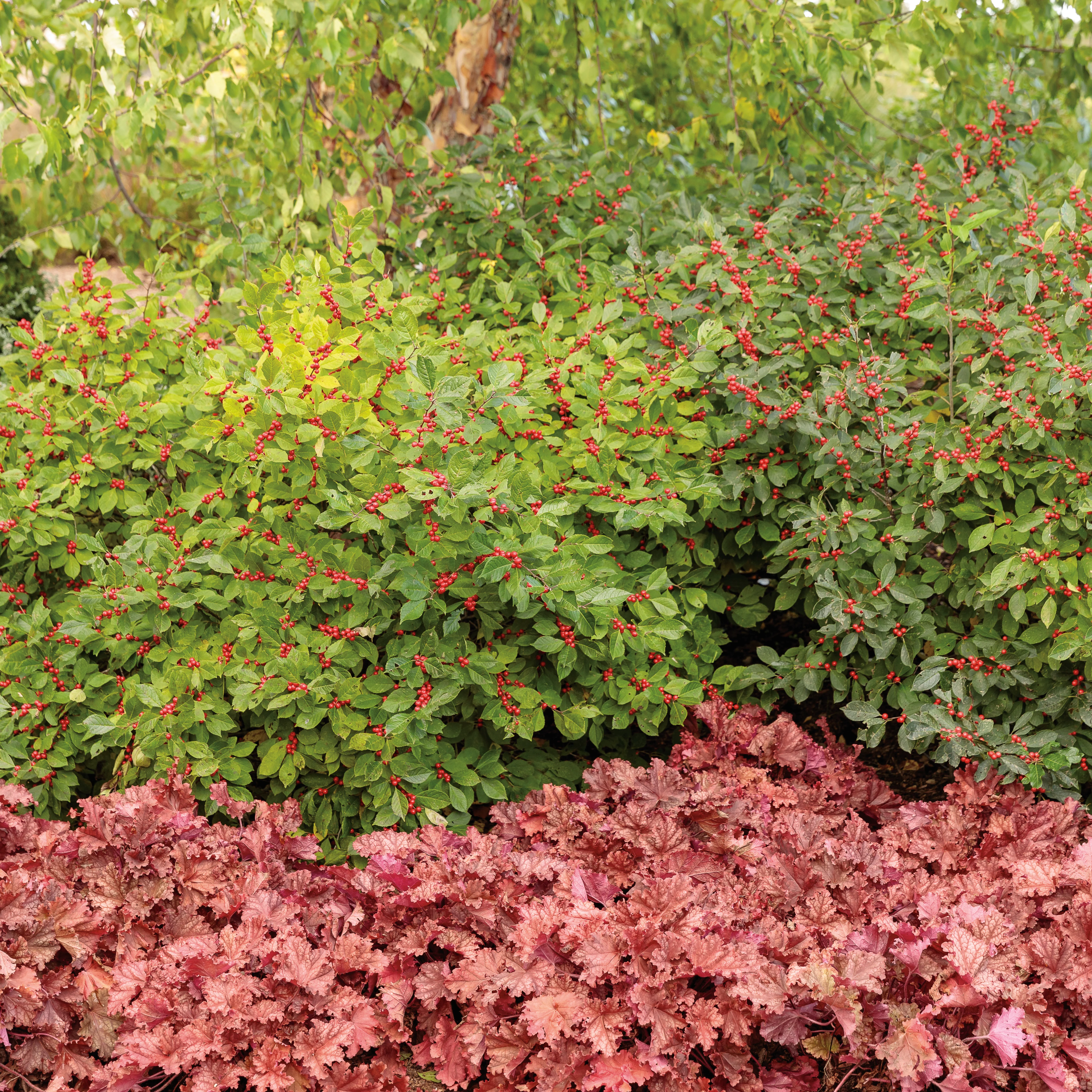 Berry Heavy® Winterberry (Ilex verticillata) - Image 14