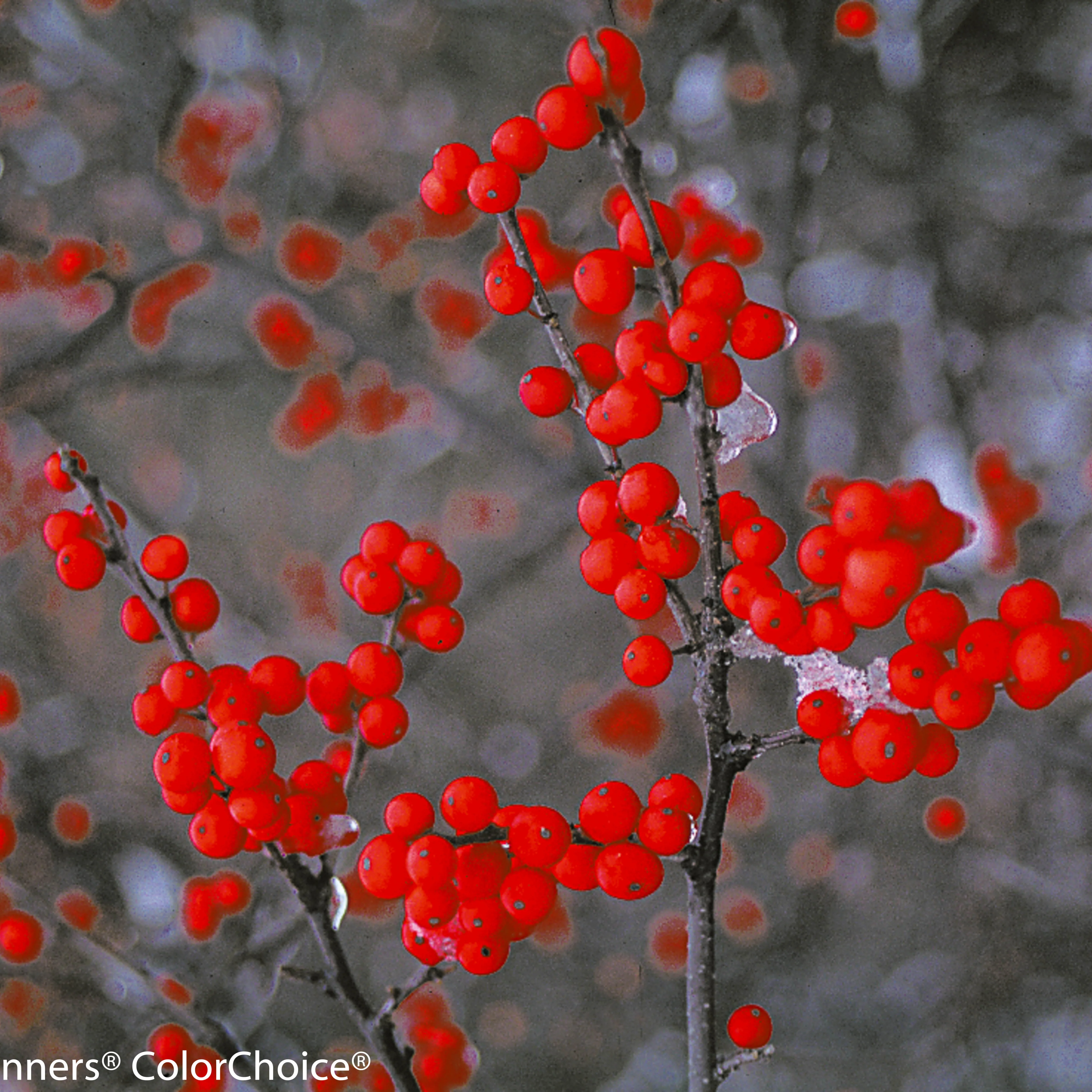 Berry Heavy® Winterberry (Ilex verticillata) - Image 2