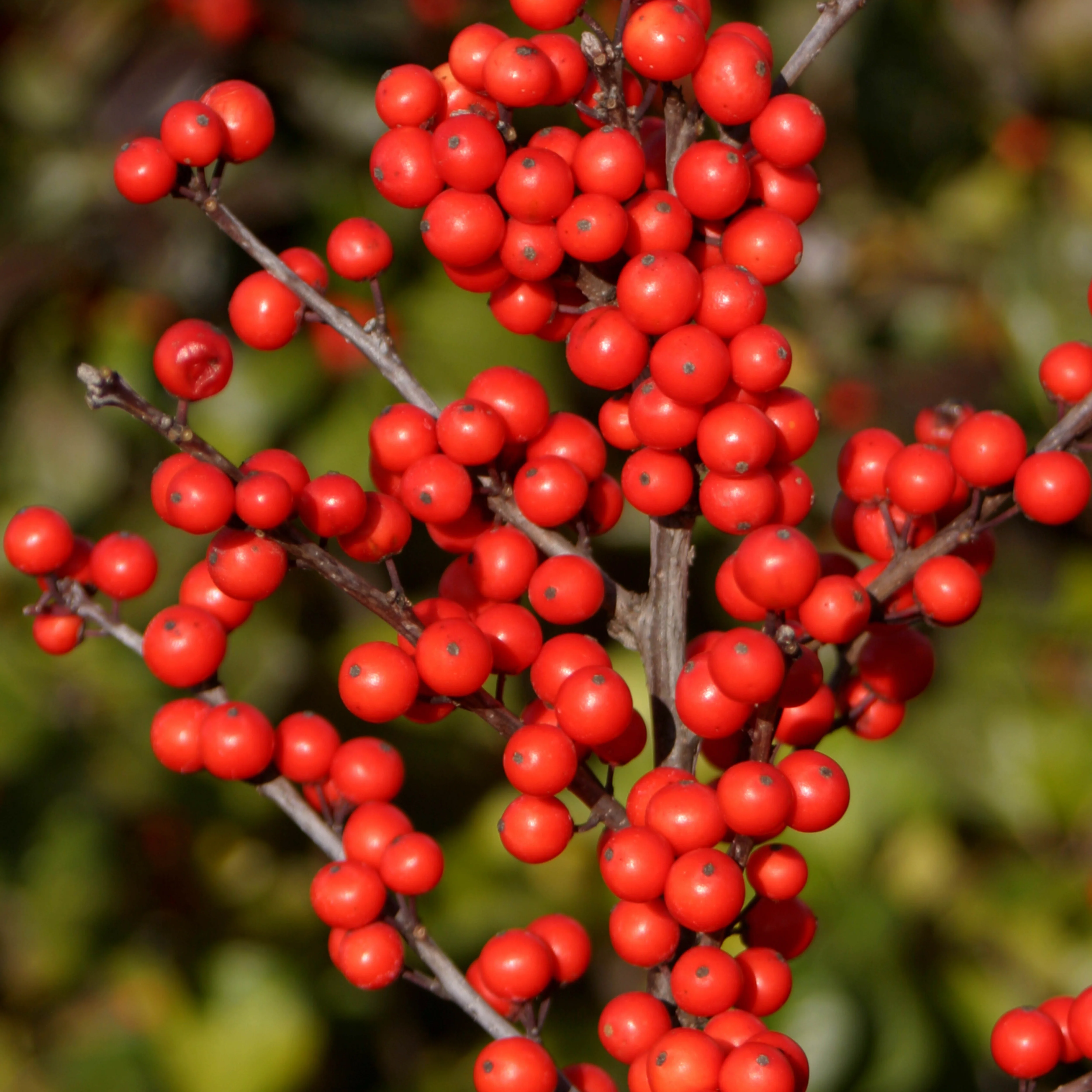Berry Heavy® Winterberry (Ilex verticillata) - Image 3