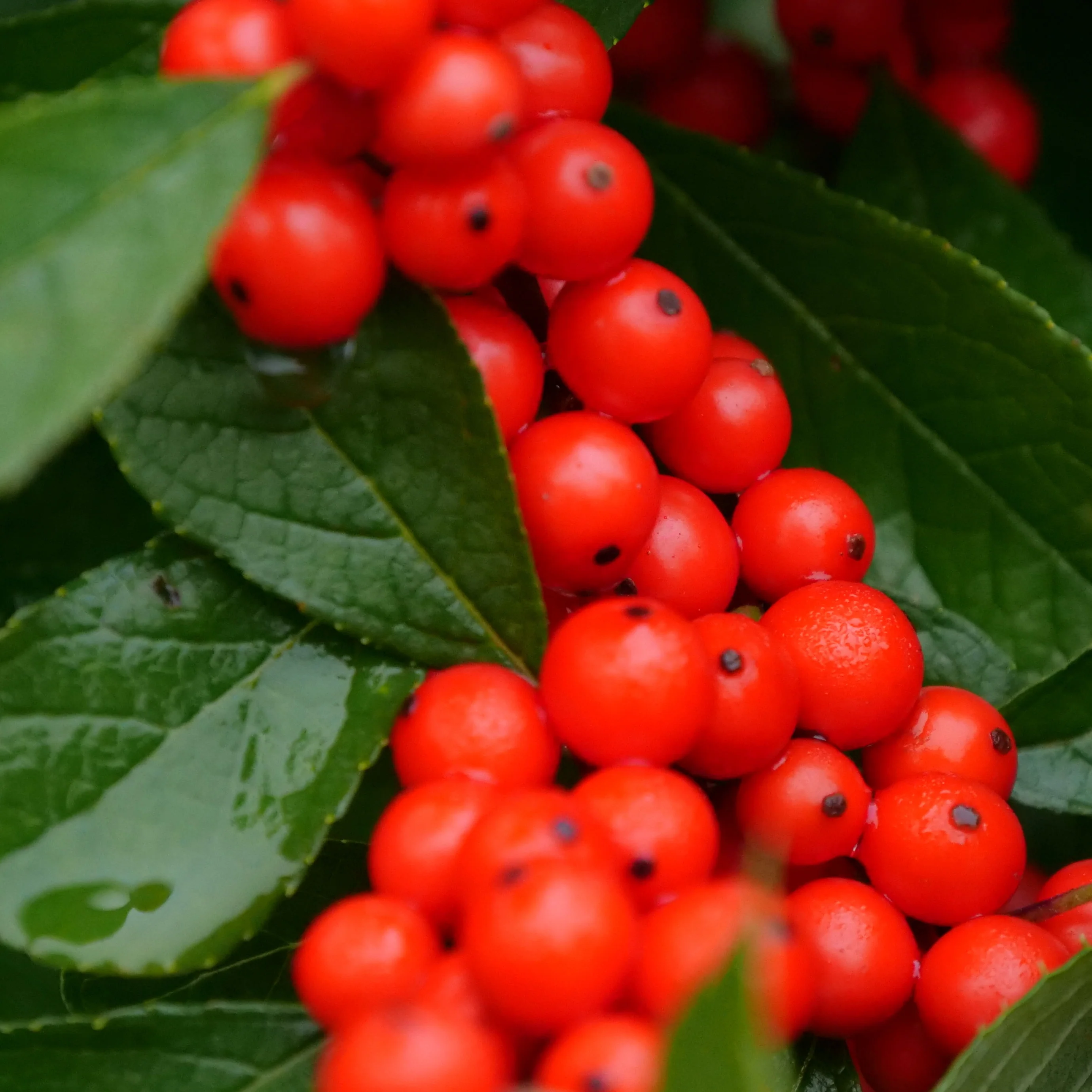Berry Heavy® Winterberry (Ilex verticillata) - Image 4