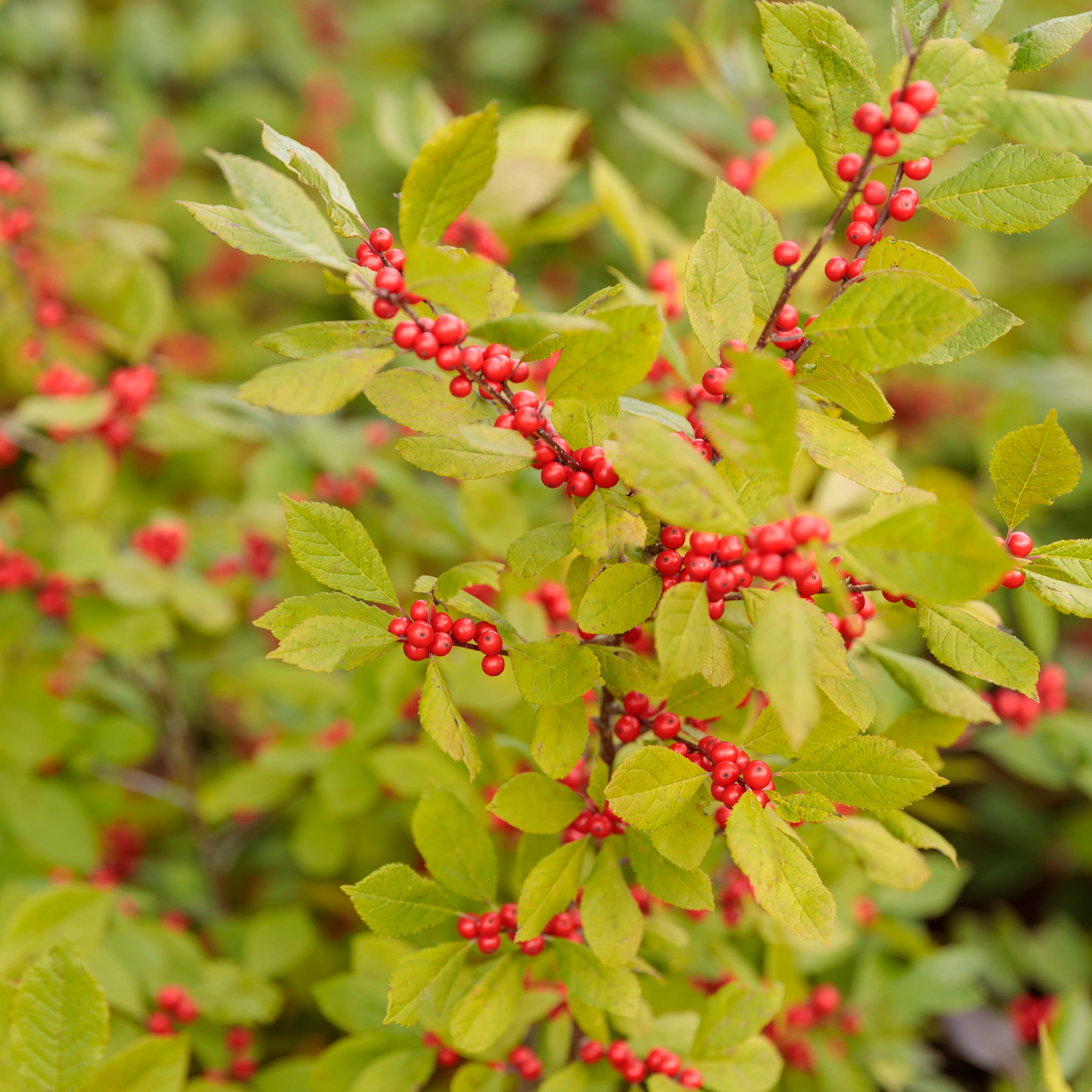 Berry Heavy® Winterberry (Ilex verticillata) - Image 5