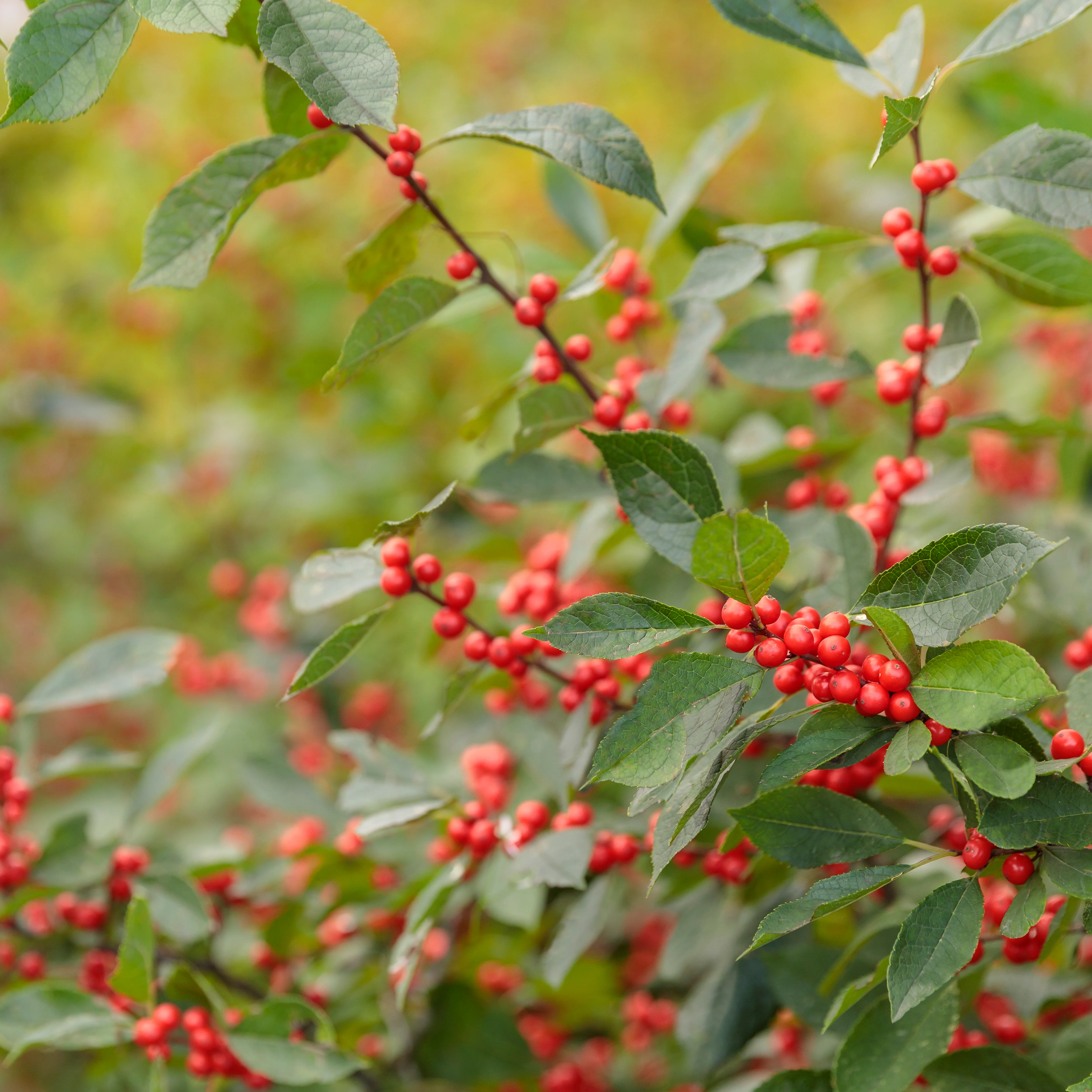 Berry Heavy® Winterberry (Ilex verticillata) - Image 6