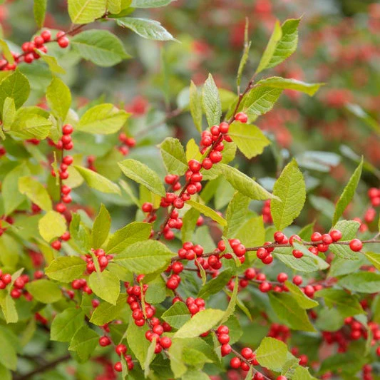 Berry Heavy® Winterberry (Ilex verticillata) - Image 7