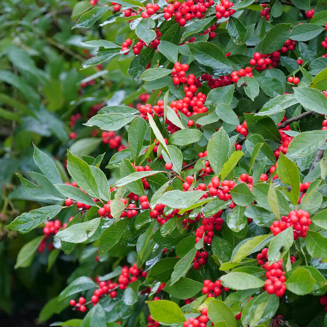 Berry Heavy® Winterberry (Ilex verticillata) - Image 8