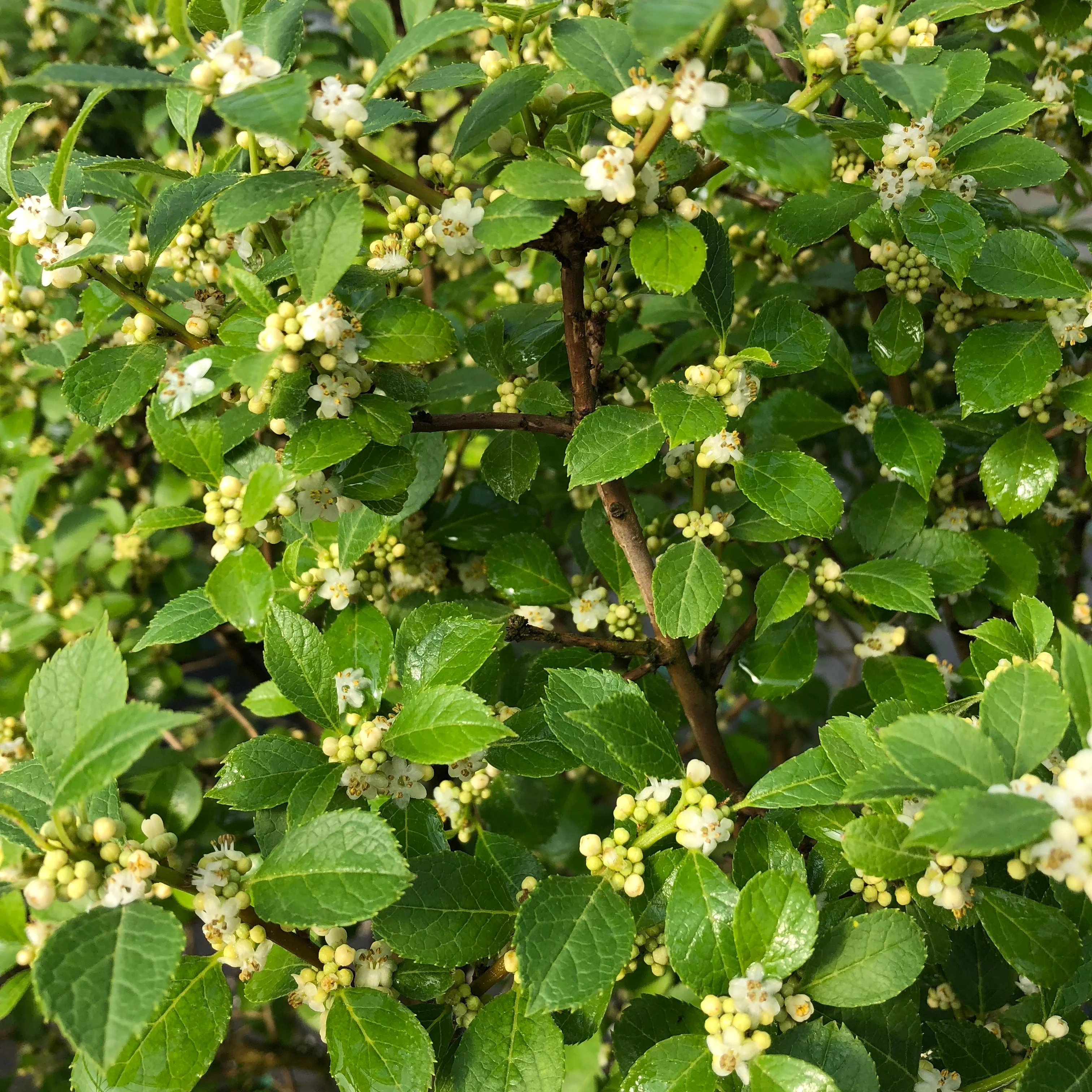 Berry Poppins® Winterberry (Ilex verticillata) - Image 2