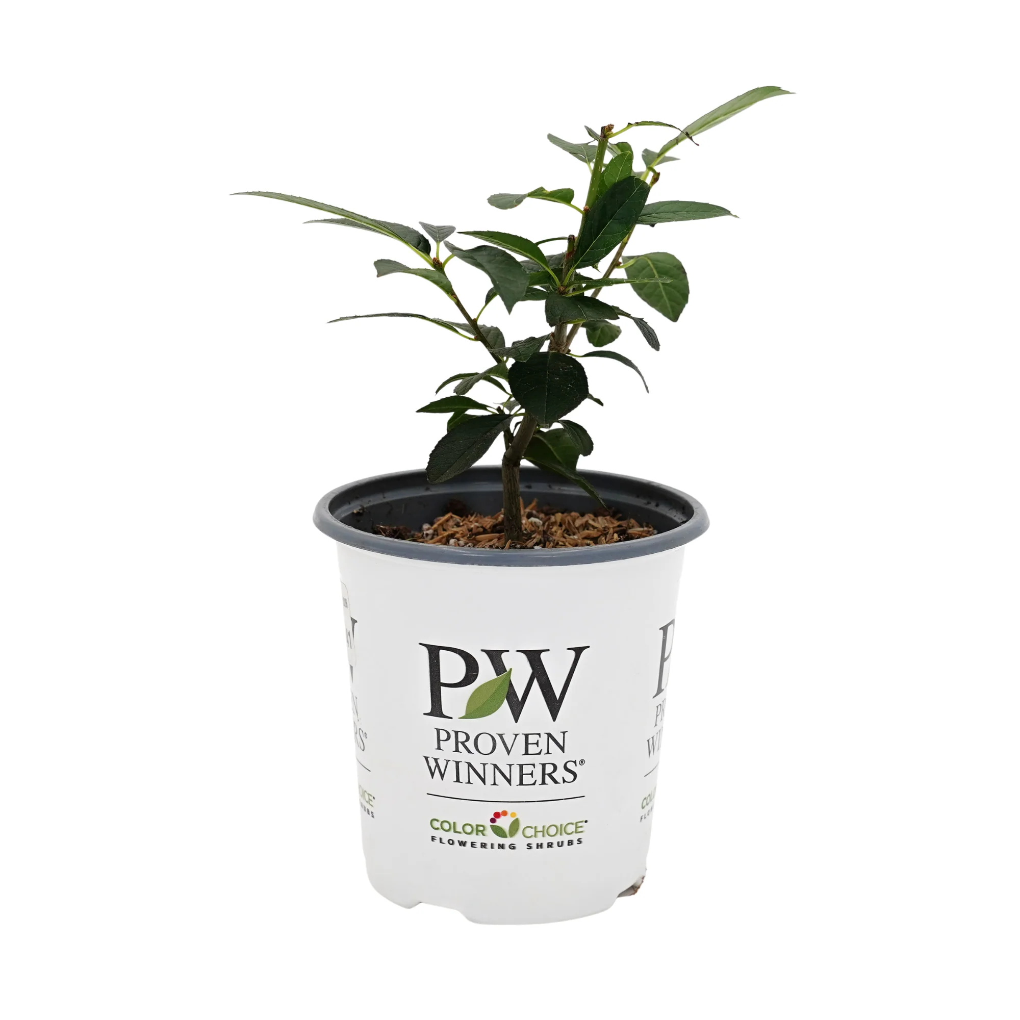 Berry Poppins® Winterberry (Ilex verticillata) - Image 5