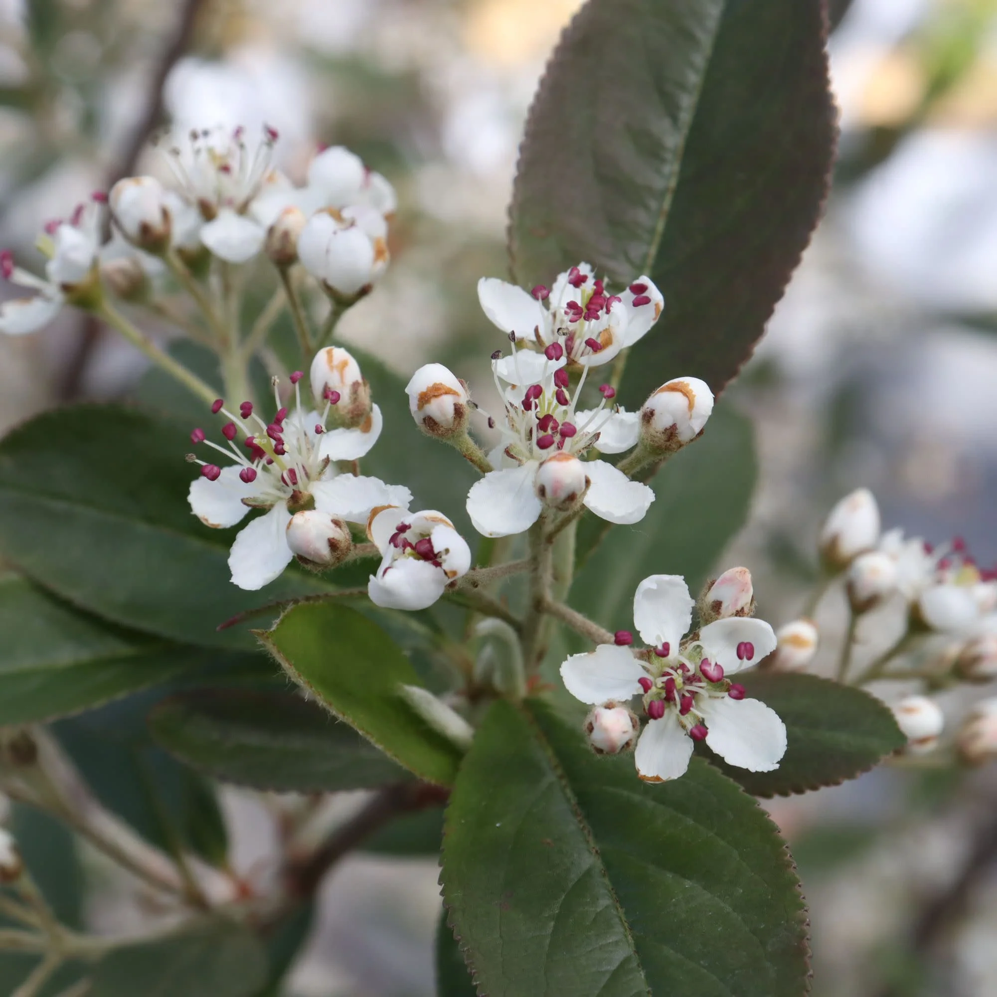 Berry Scape® Red Aronia (Aronia arbutifolia) - Image 4