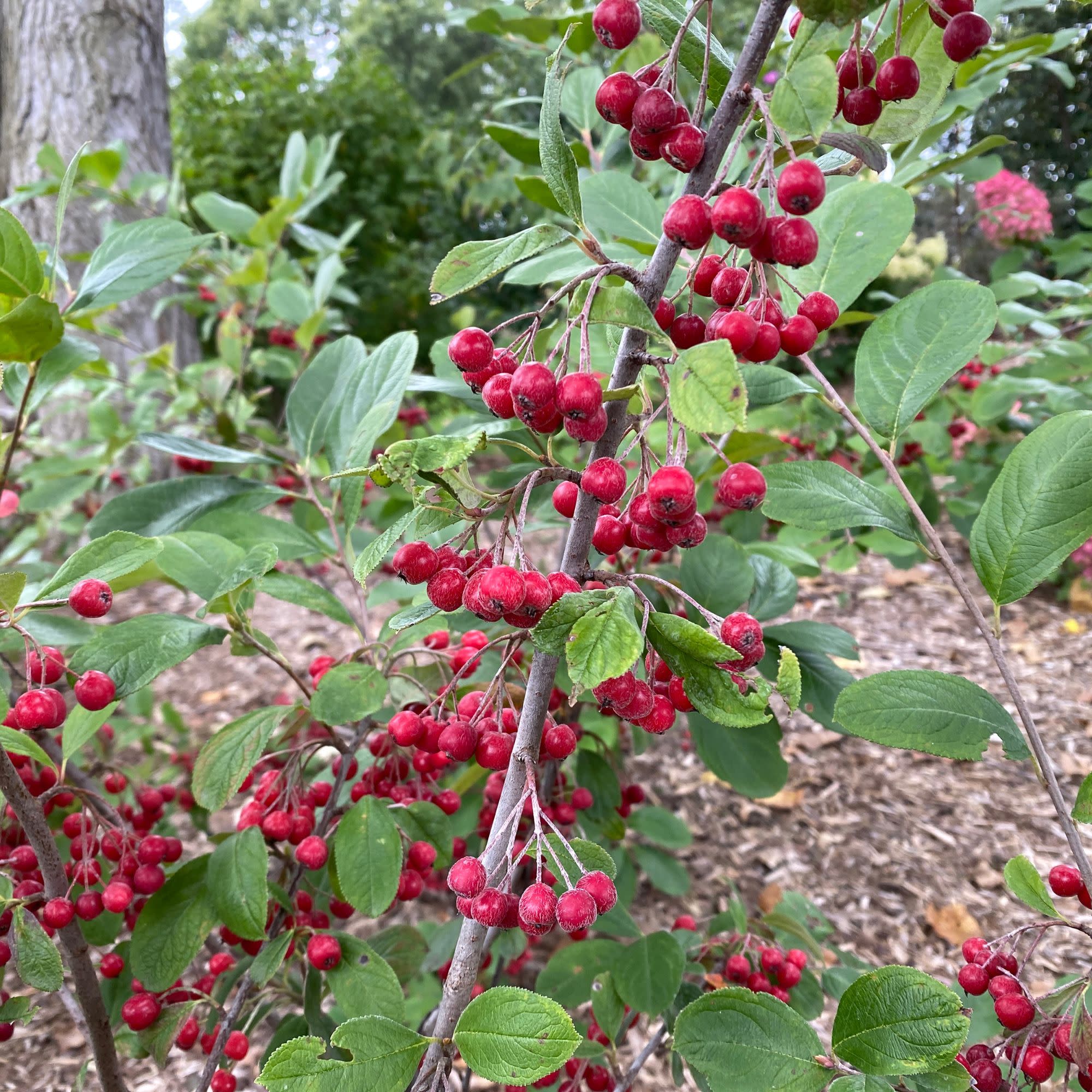 Berry Scape® Red Aronia (Aronia arbutifolia) - Image 7