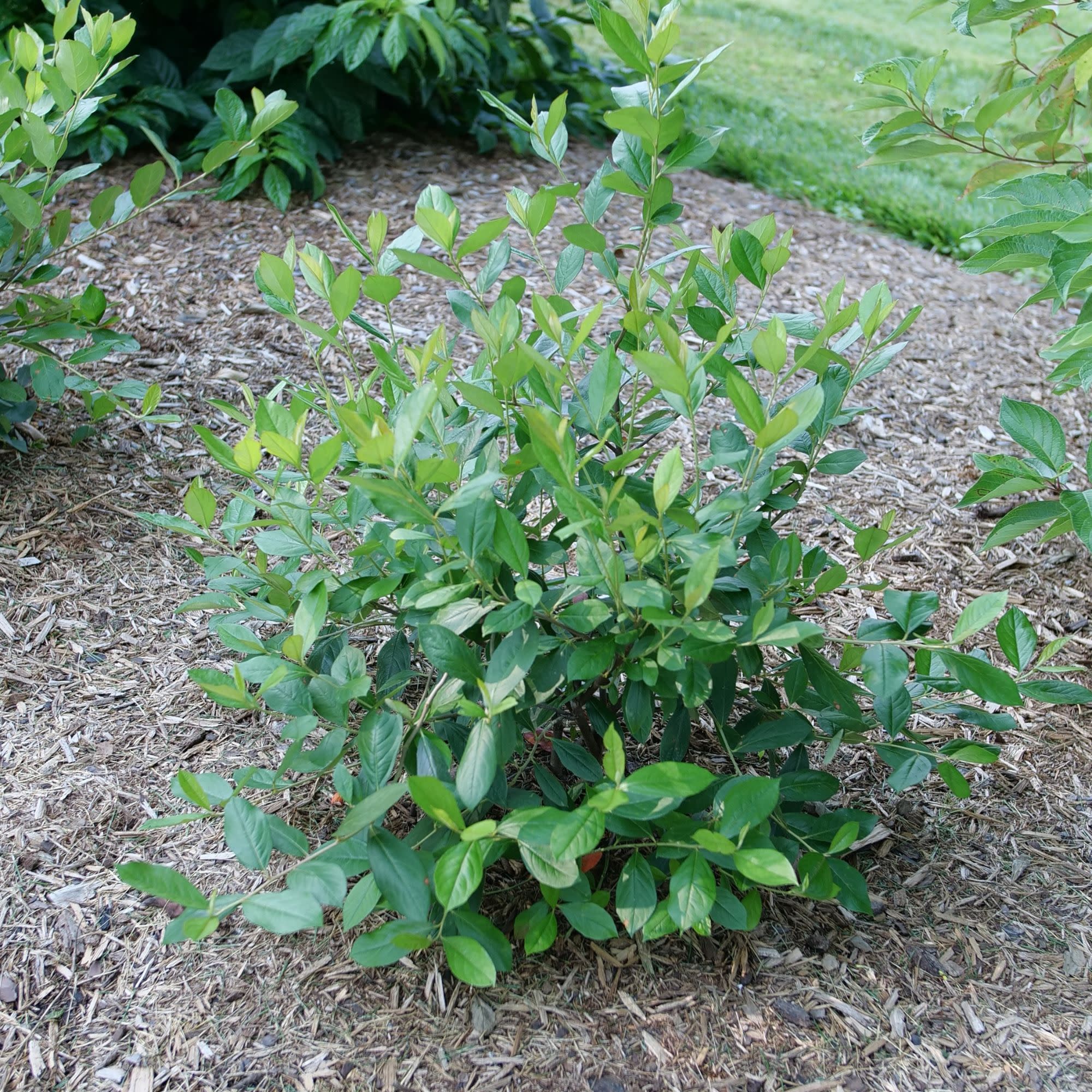 Berry Scape® Red Aronia (Aronia arbutifolia) - Image 8