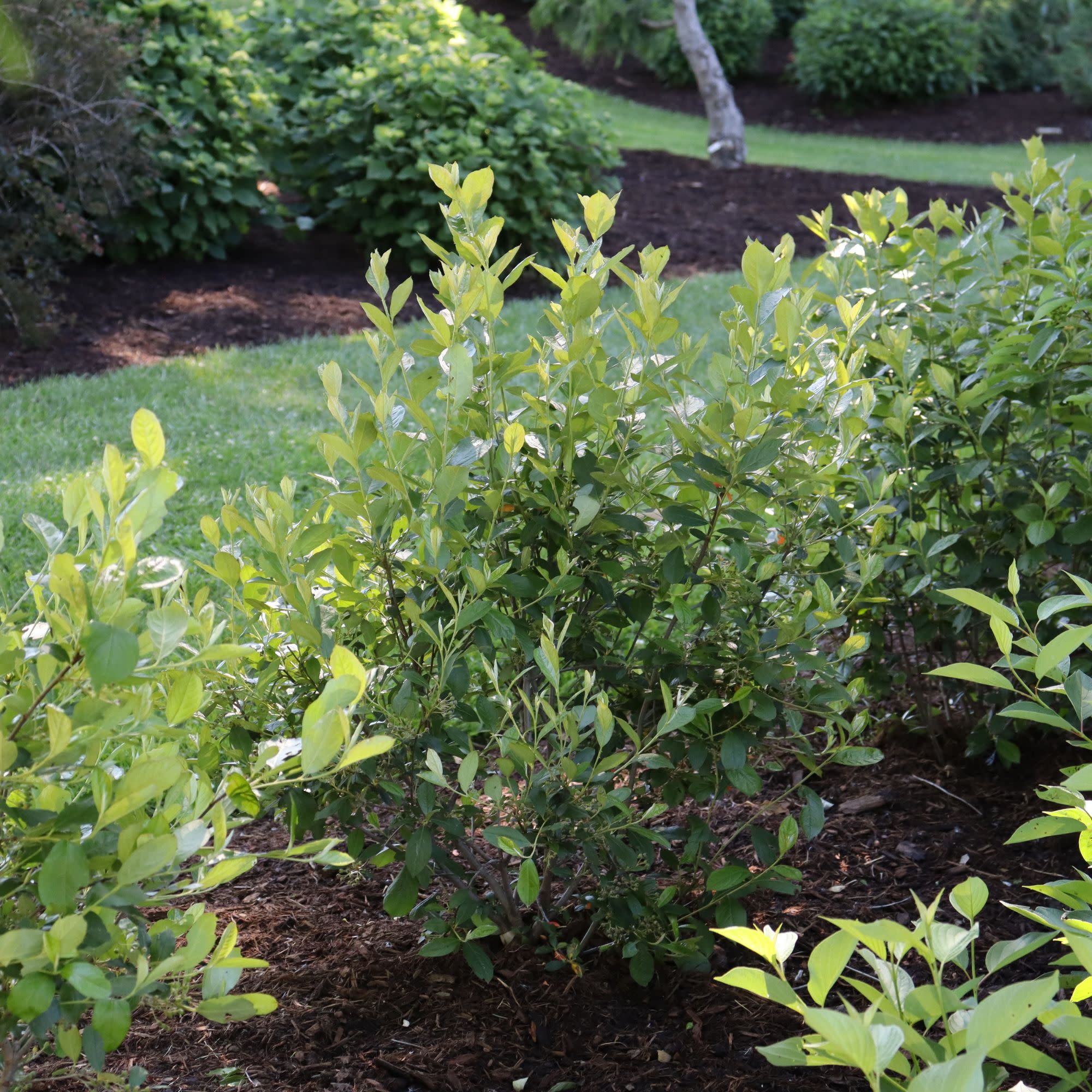 Berry Scape® Red Aronia (Aronia arbutifolia) - Image 9