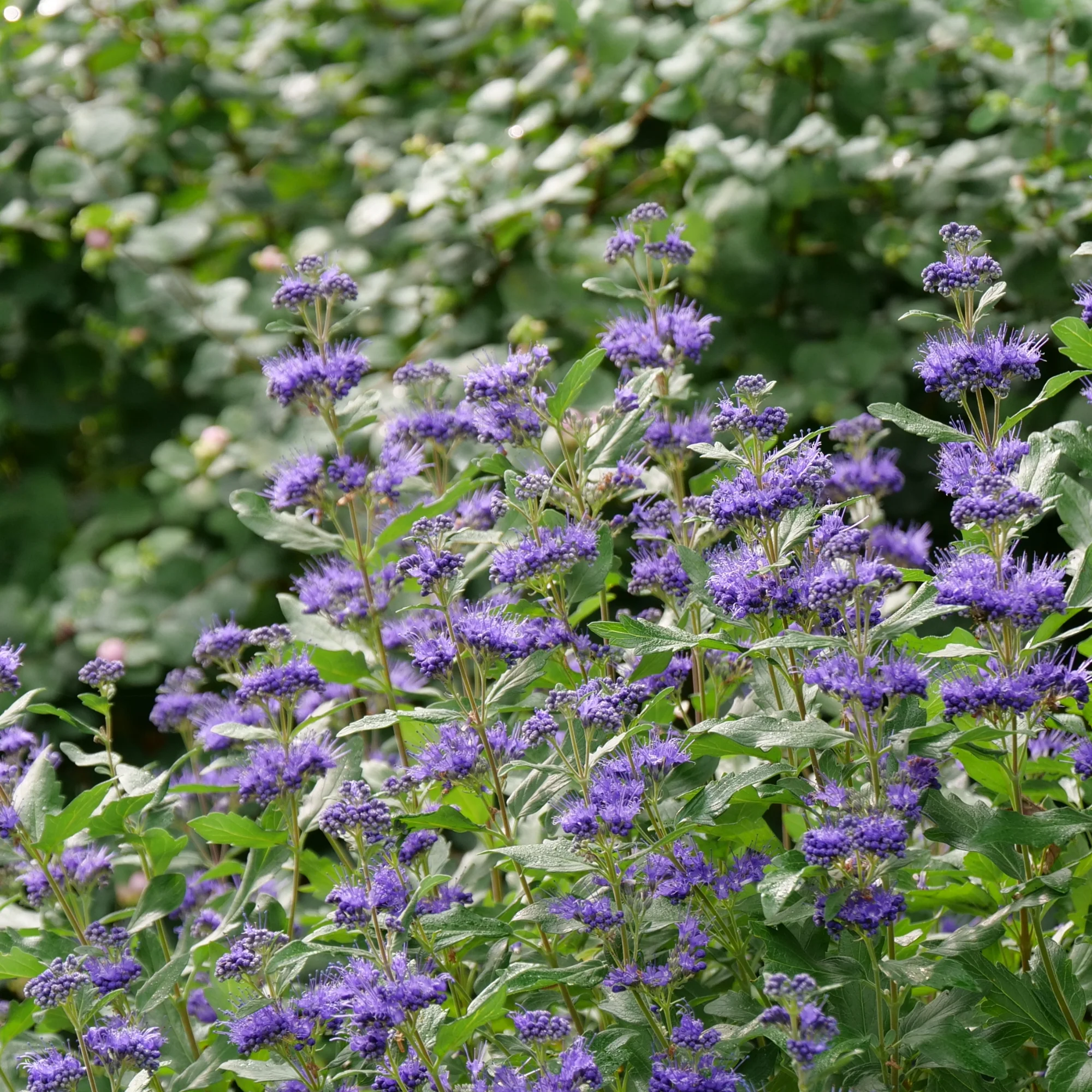Beyond Midnight® Bluebeard (Caryopteris x clandonensis) - Image 3