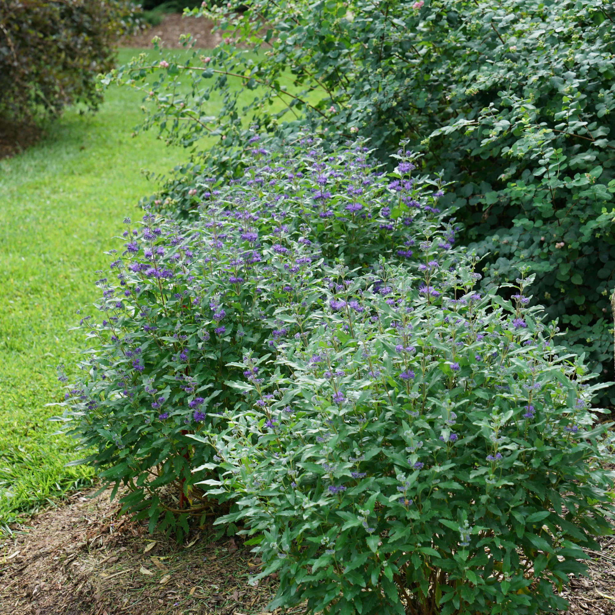 Beyond Midnight® Bluebeard (Caryopteris x clandonensis) - Image 5